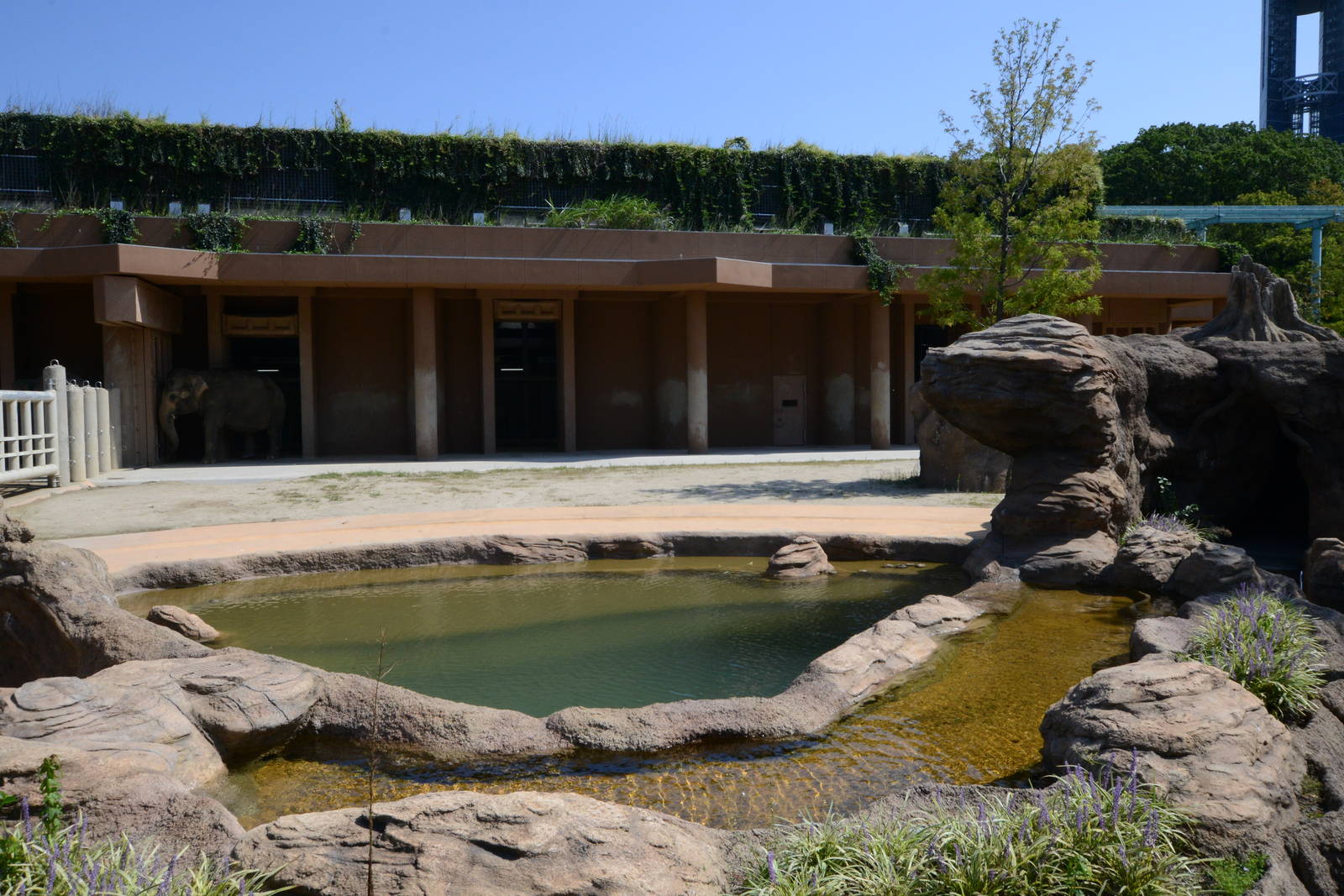 Asian elephant exhibit