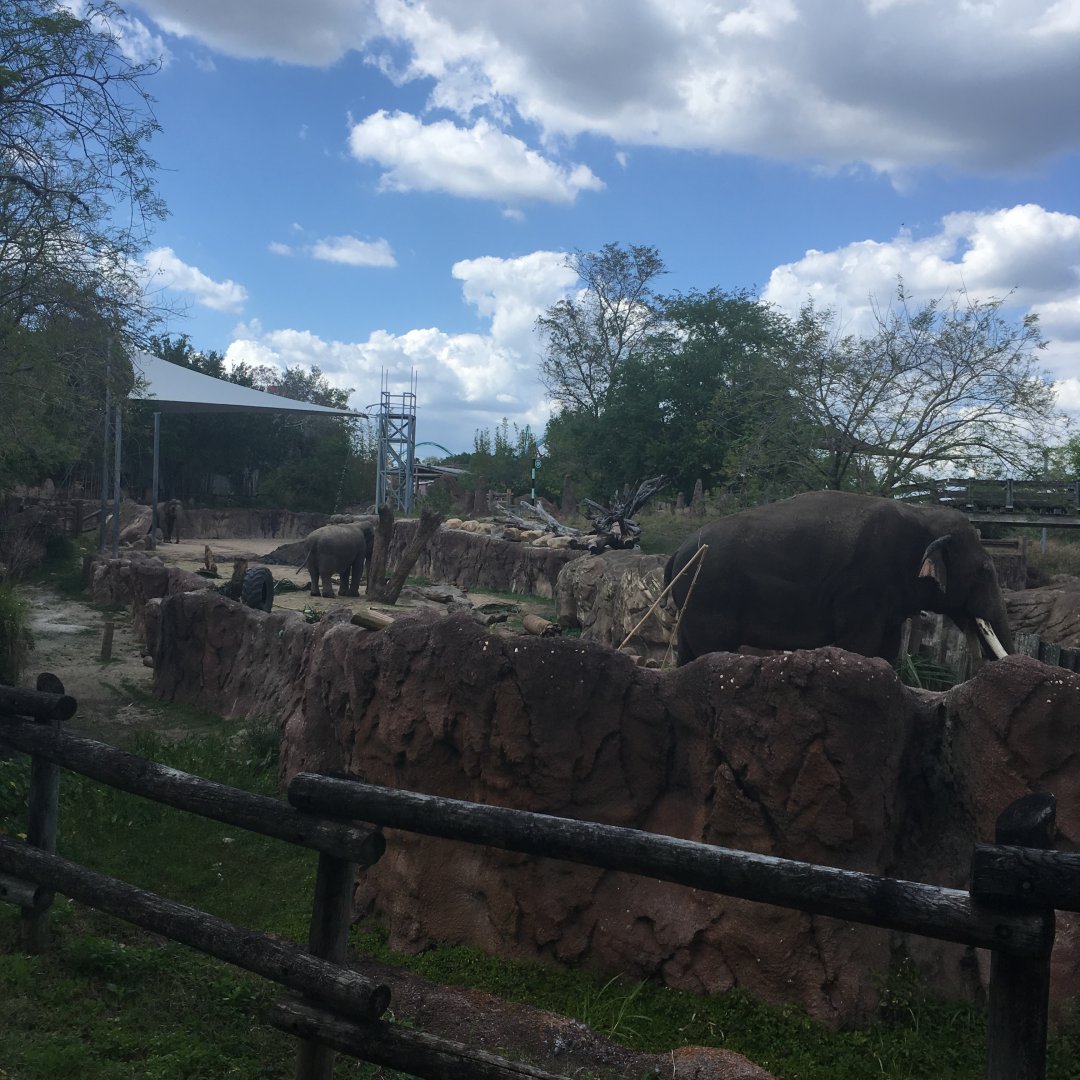 Asian Elephant Exhibit