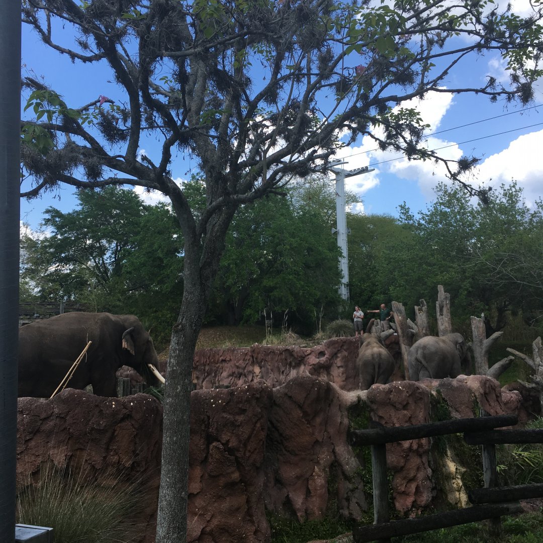 Asian Elephant Exhibit