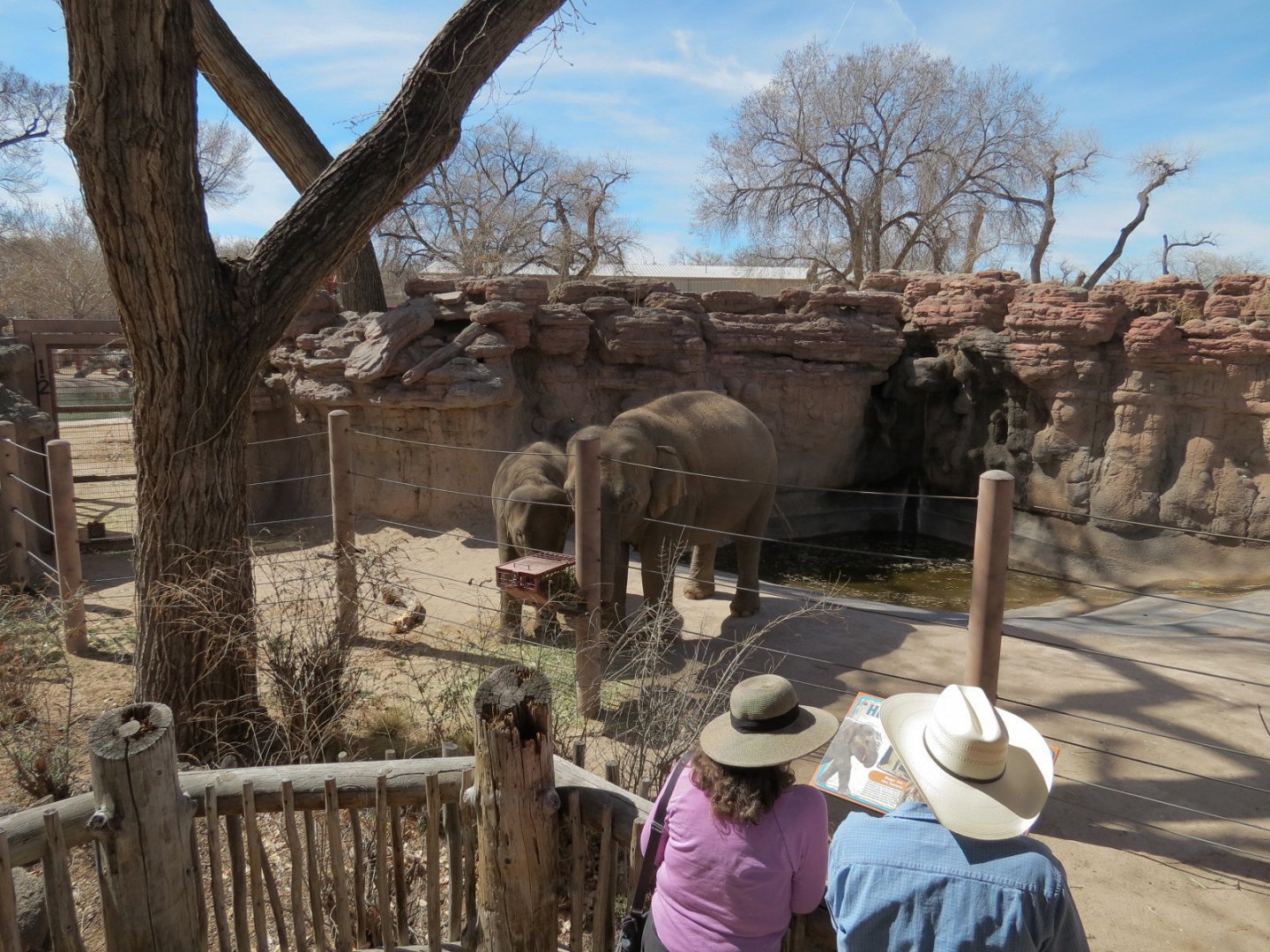 Asian Elephant Exhibit