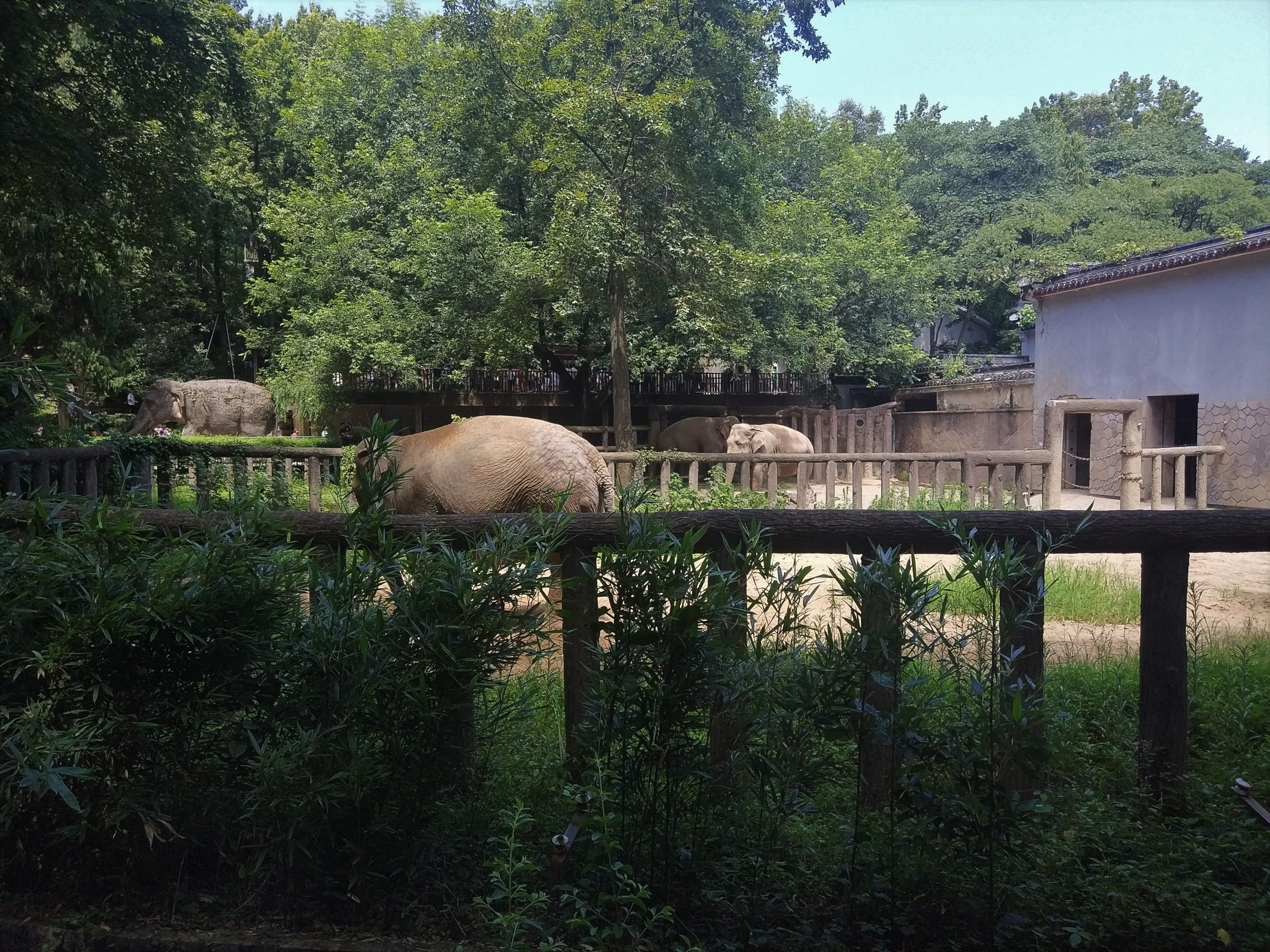 Asian Elephant Exhibit