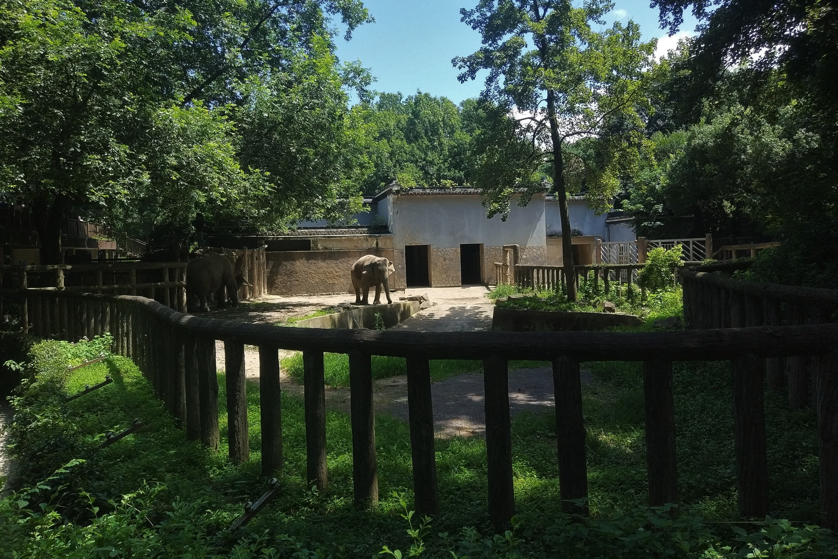 Asian Elephant Exhibit