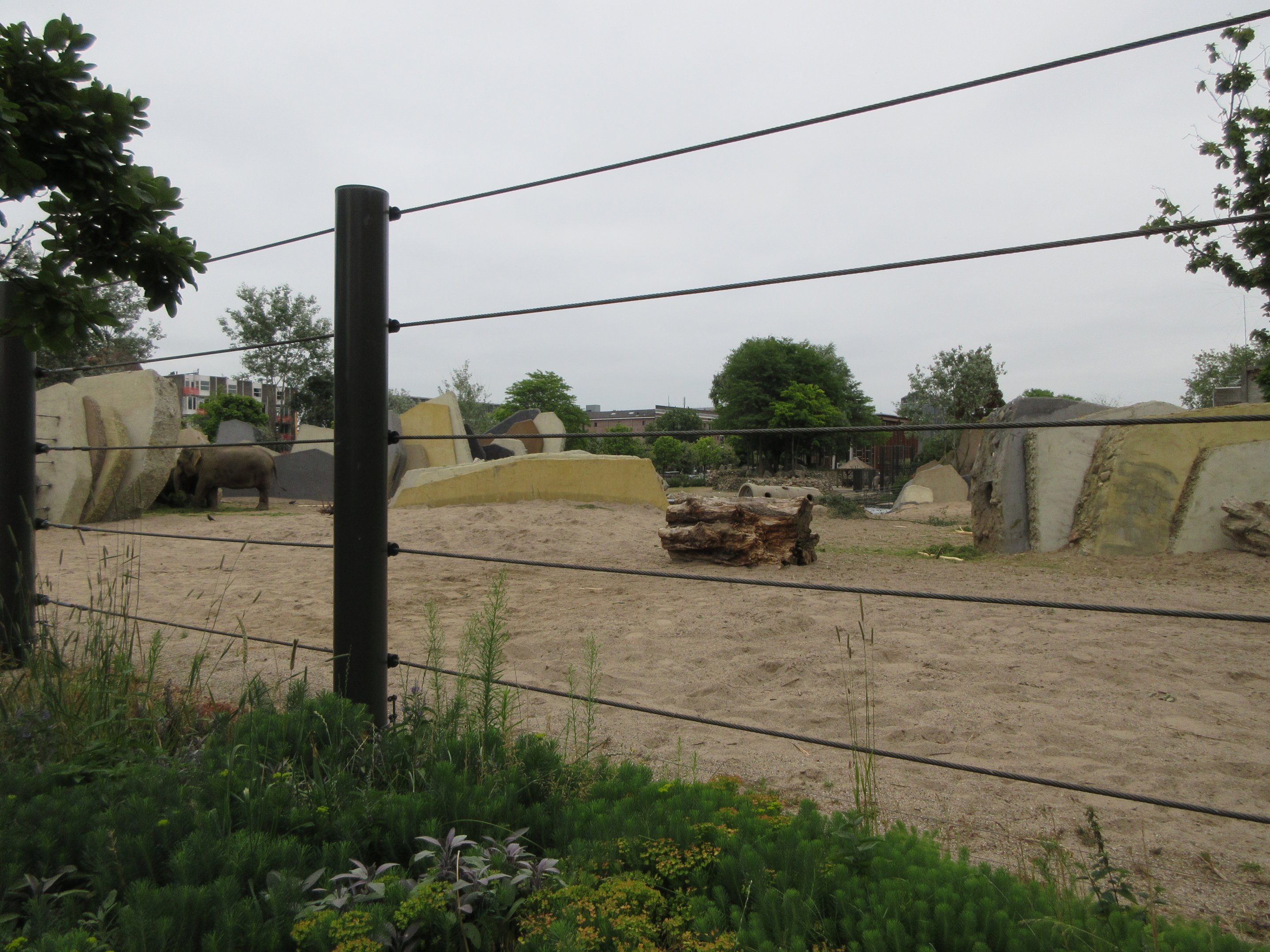 Asian Elephant Exhibit