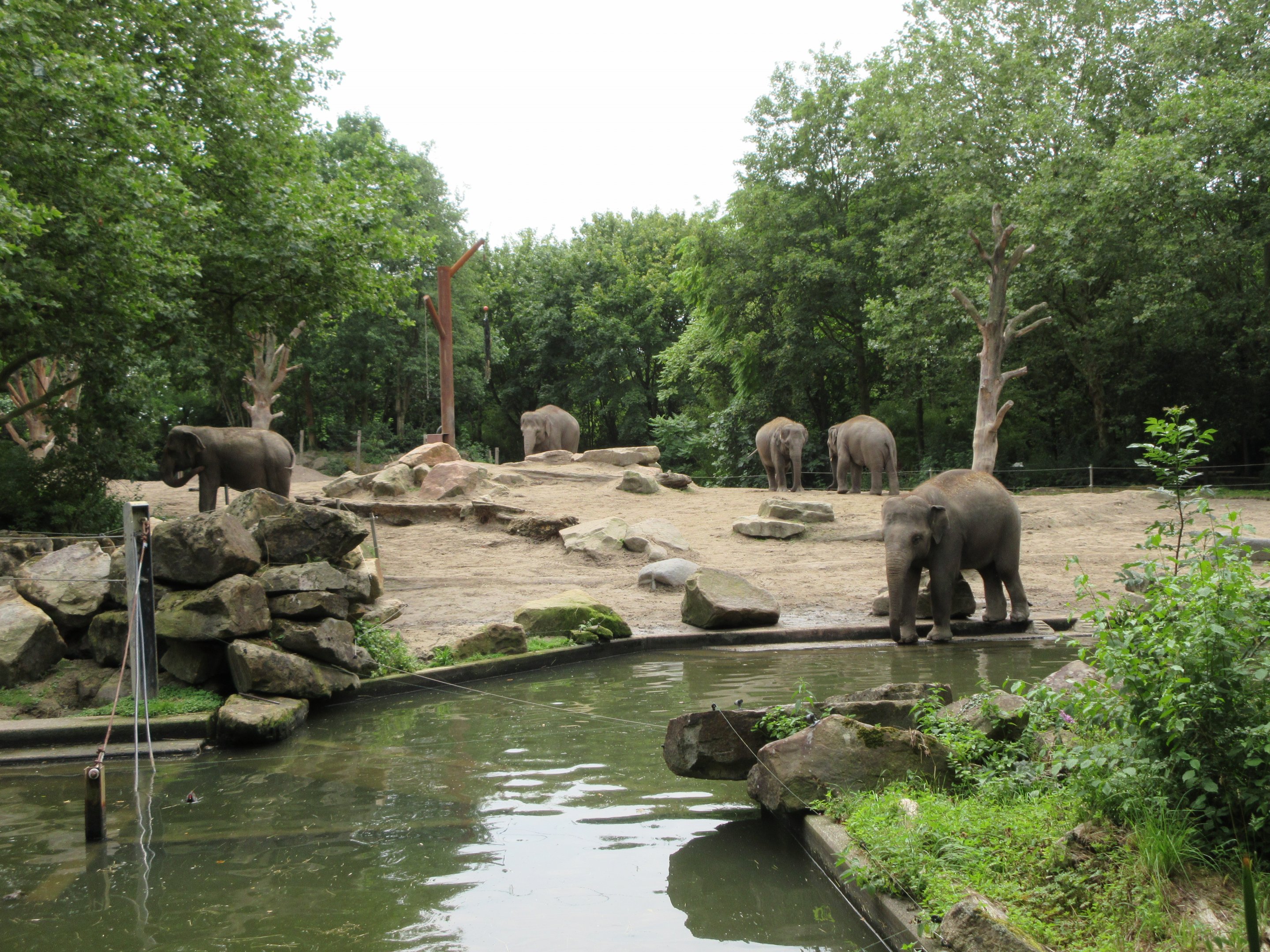 Asian Elephant Exhibit