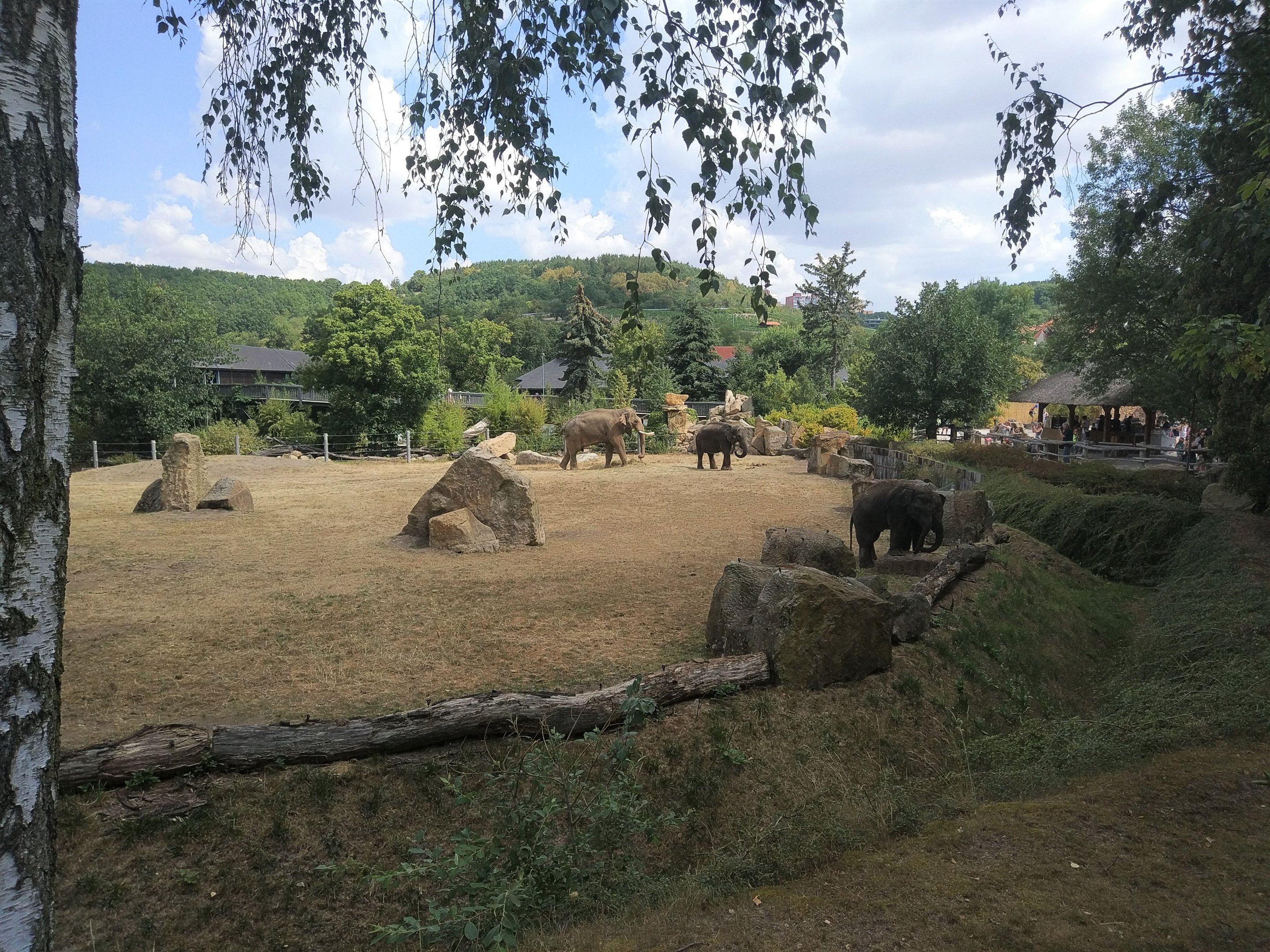Asian Elephant Exhibit