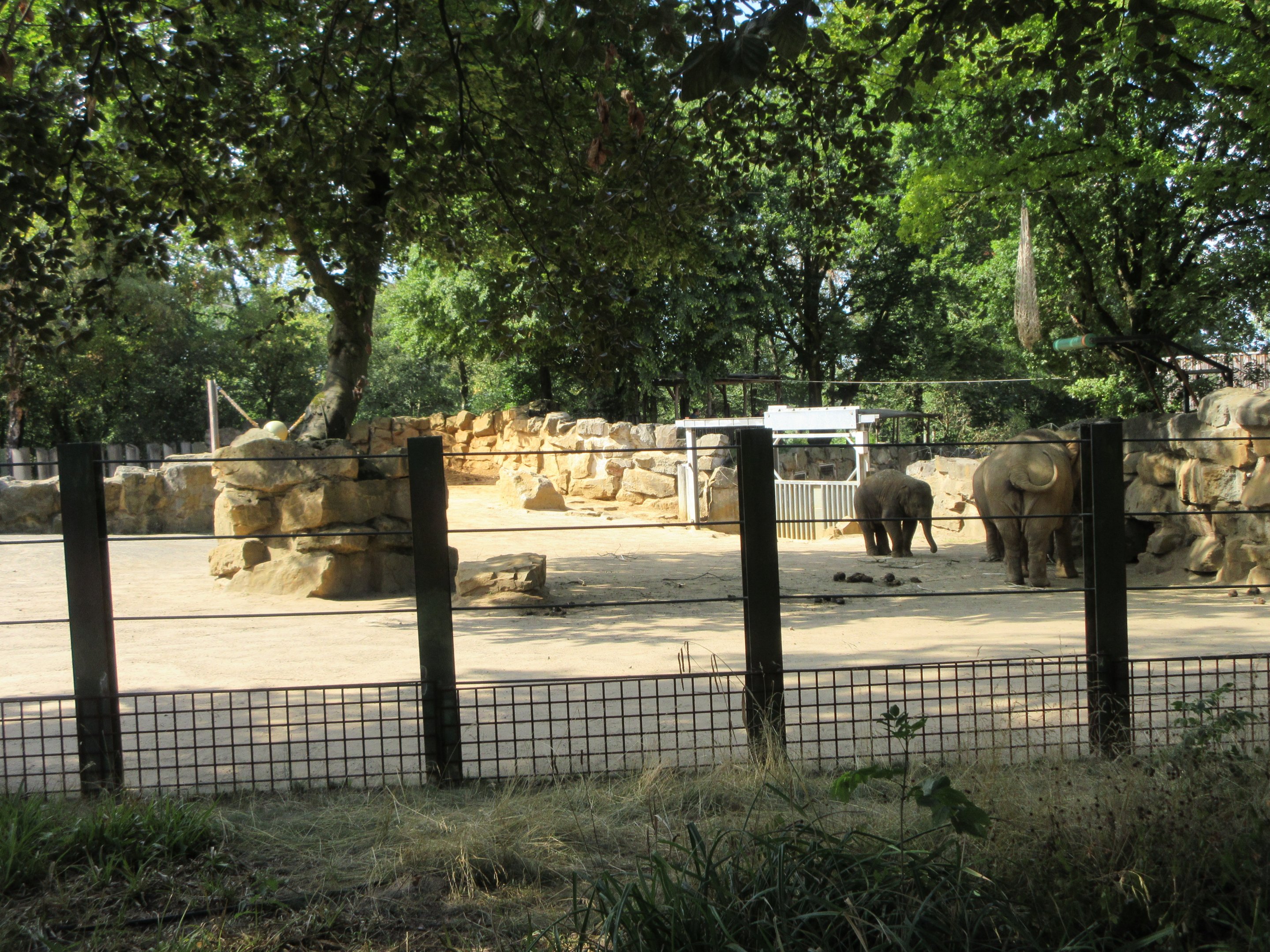 Asian Elephant Exhibit