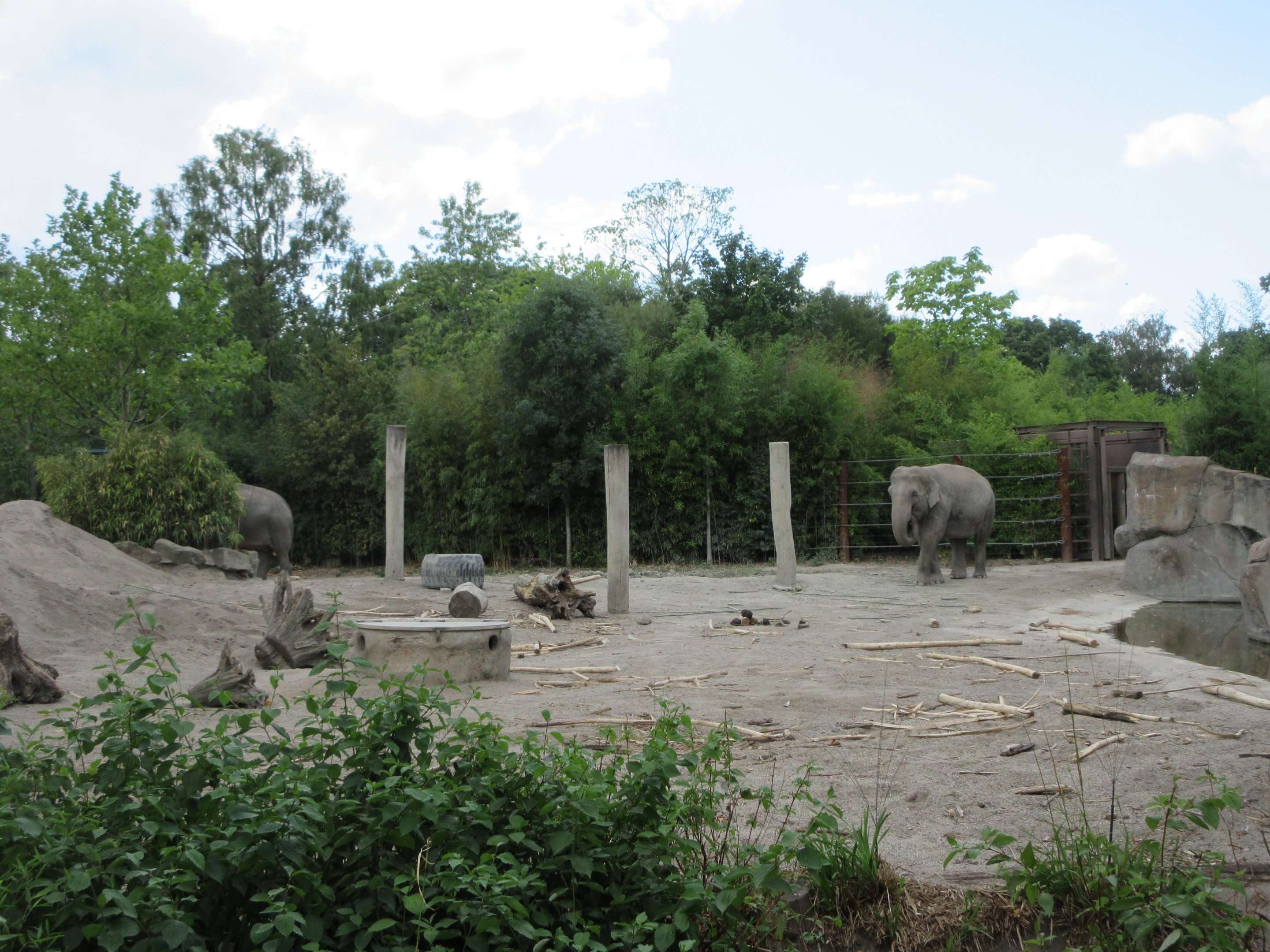 Asian Elephant Exhibit