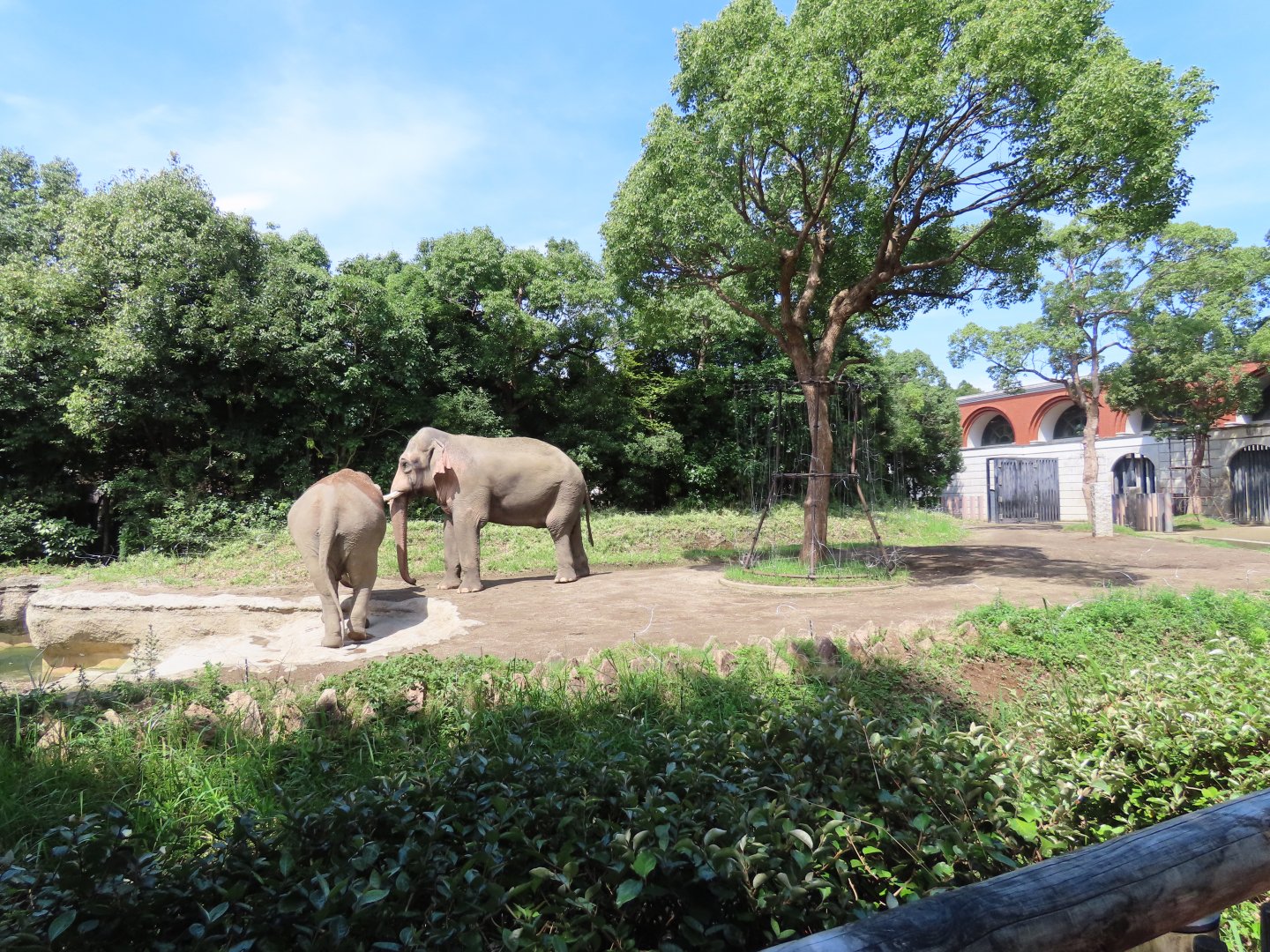 Asian elephant exhibit
