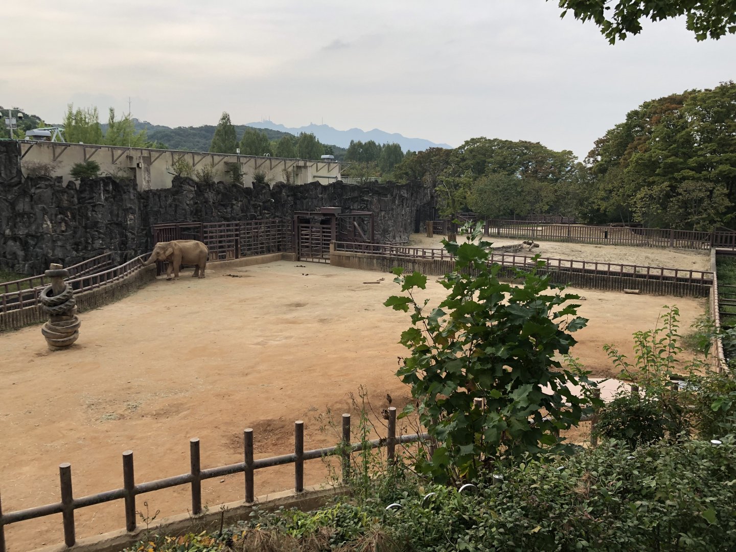 Asian Elephant Exhibit
