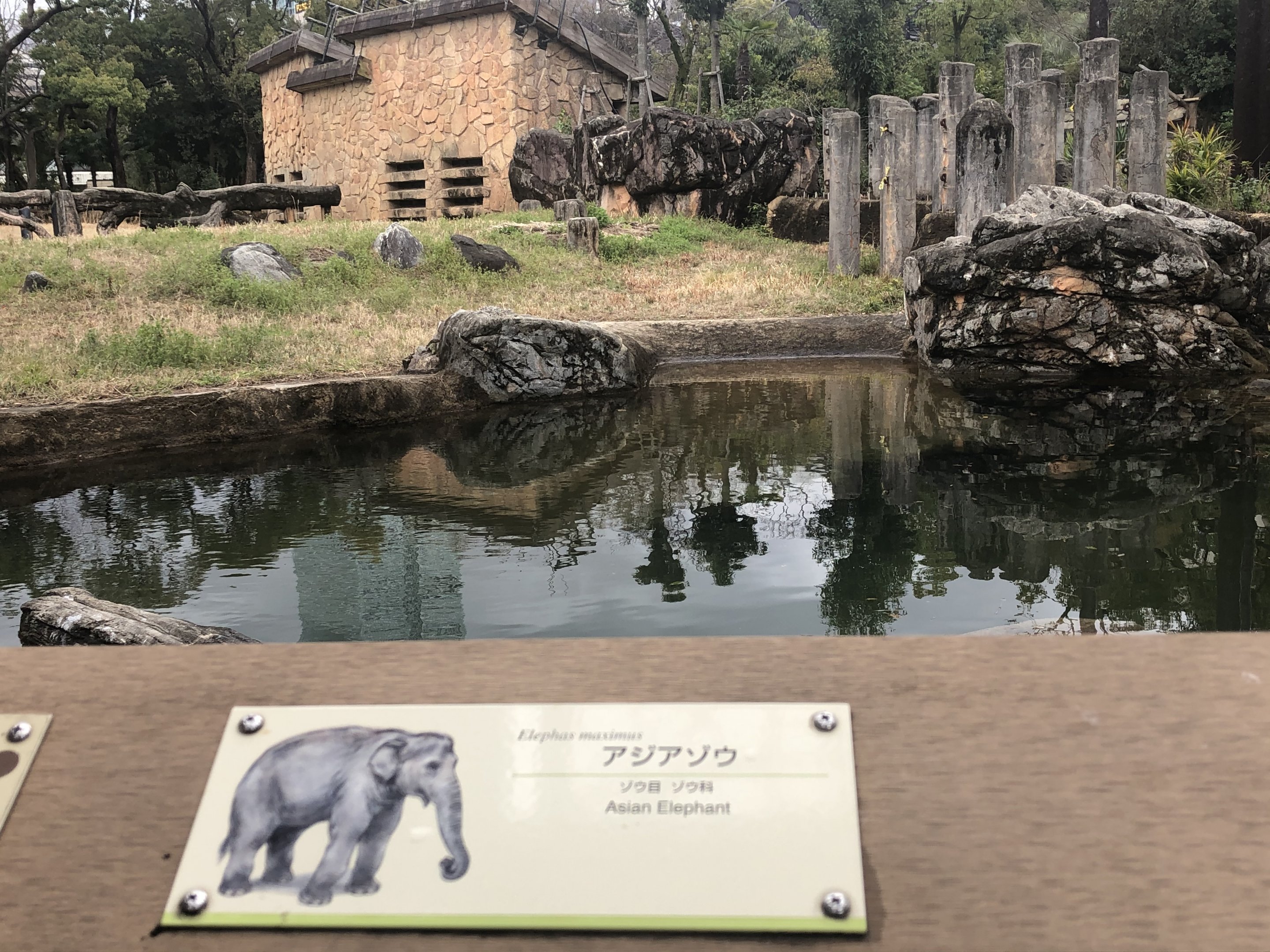Asian elephant exhibit