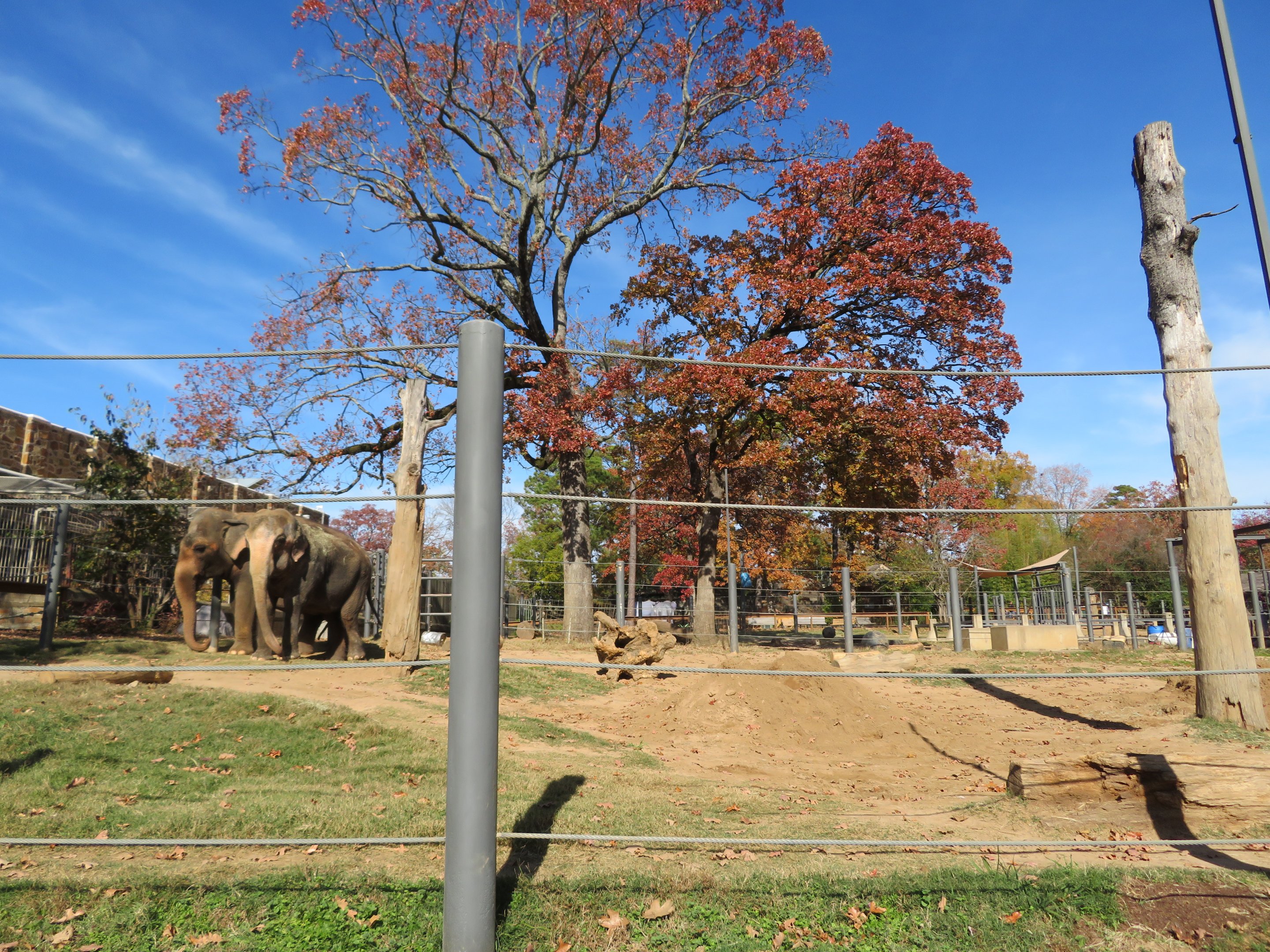Asian Elephant Exhibit
