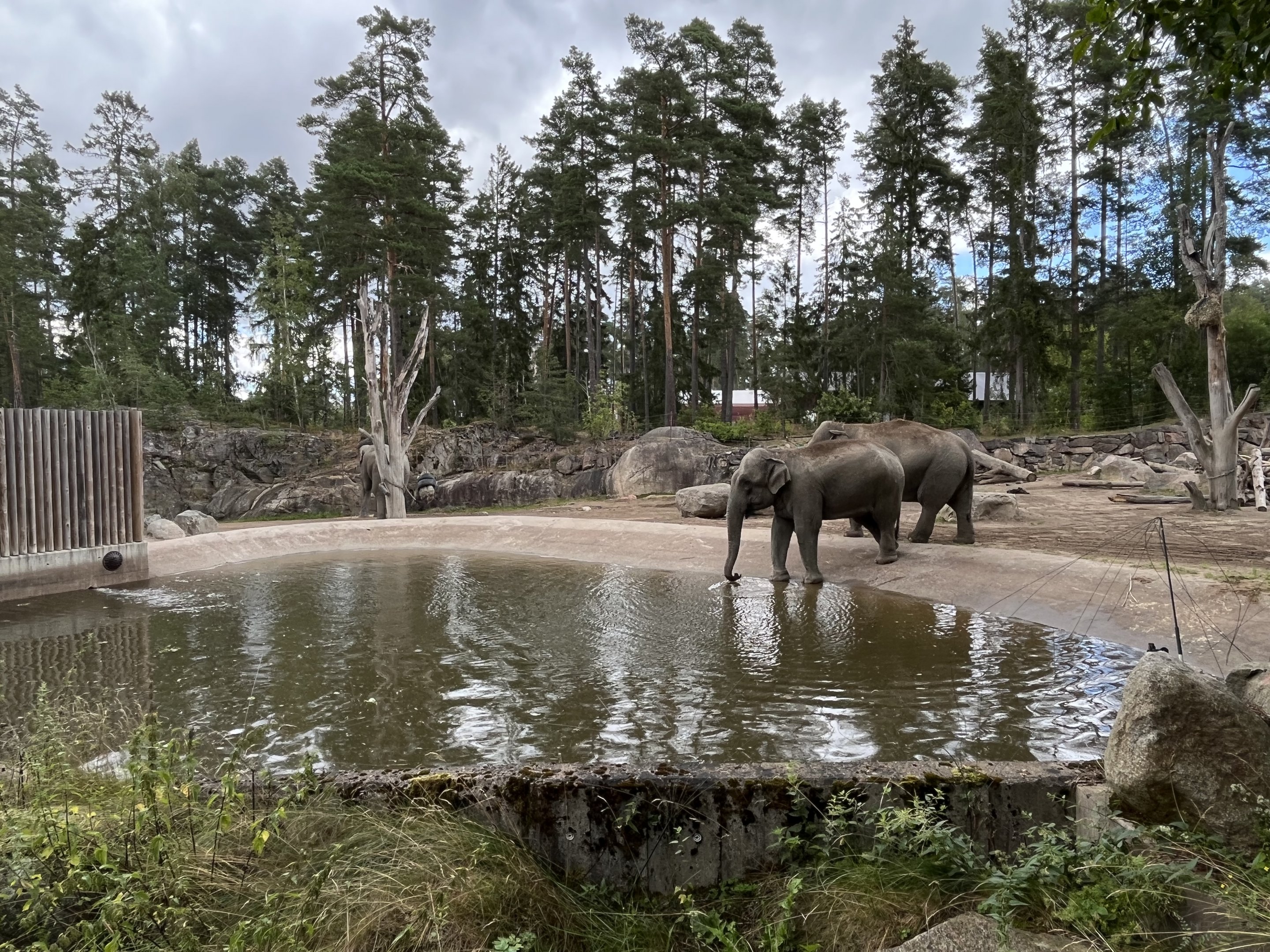 Asian Elephant Exhibit