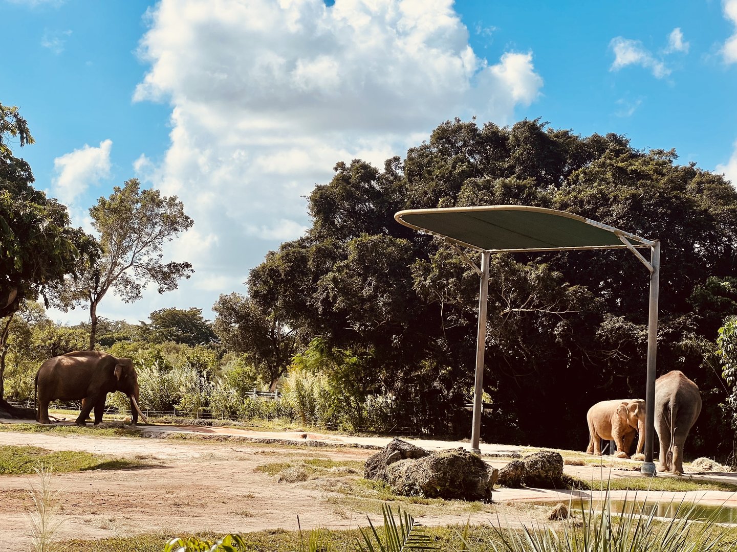 Asian Elephant Exhibit