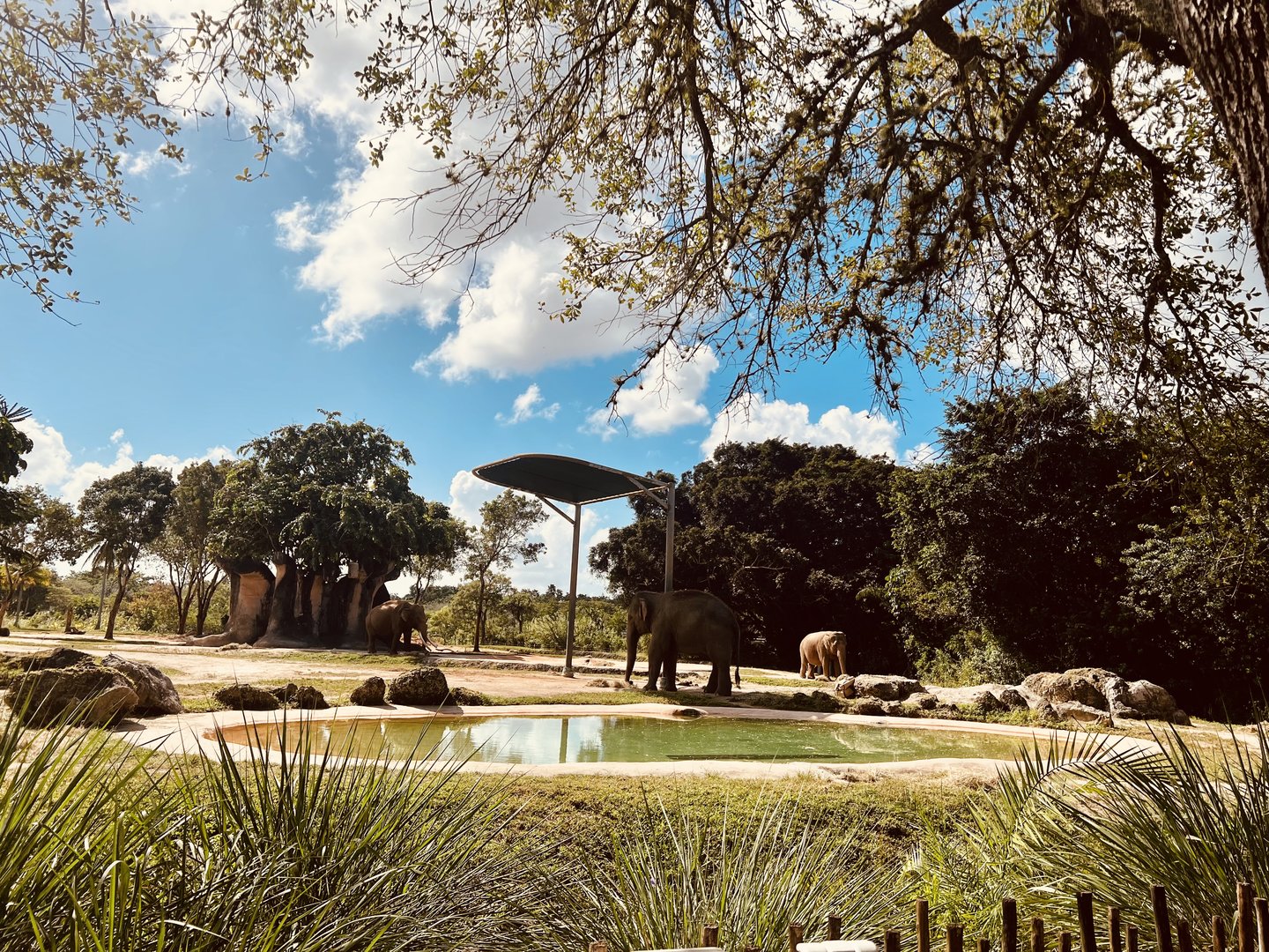 Asian Elephant Exhibit
