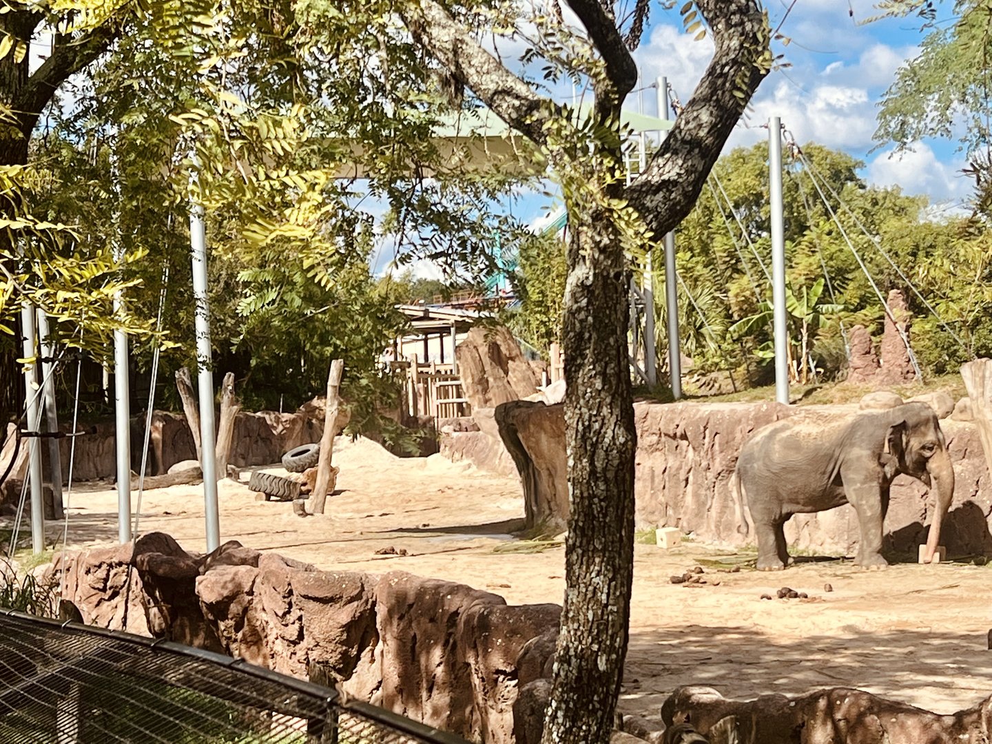 Asian Elephant Exhibit