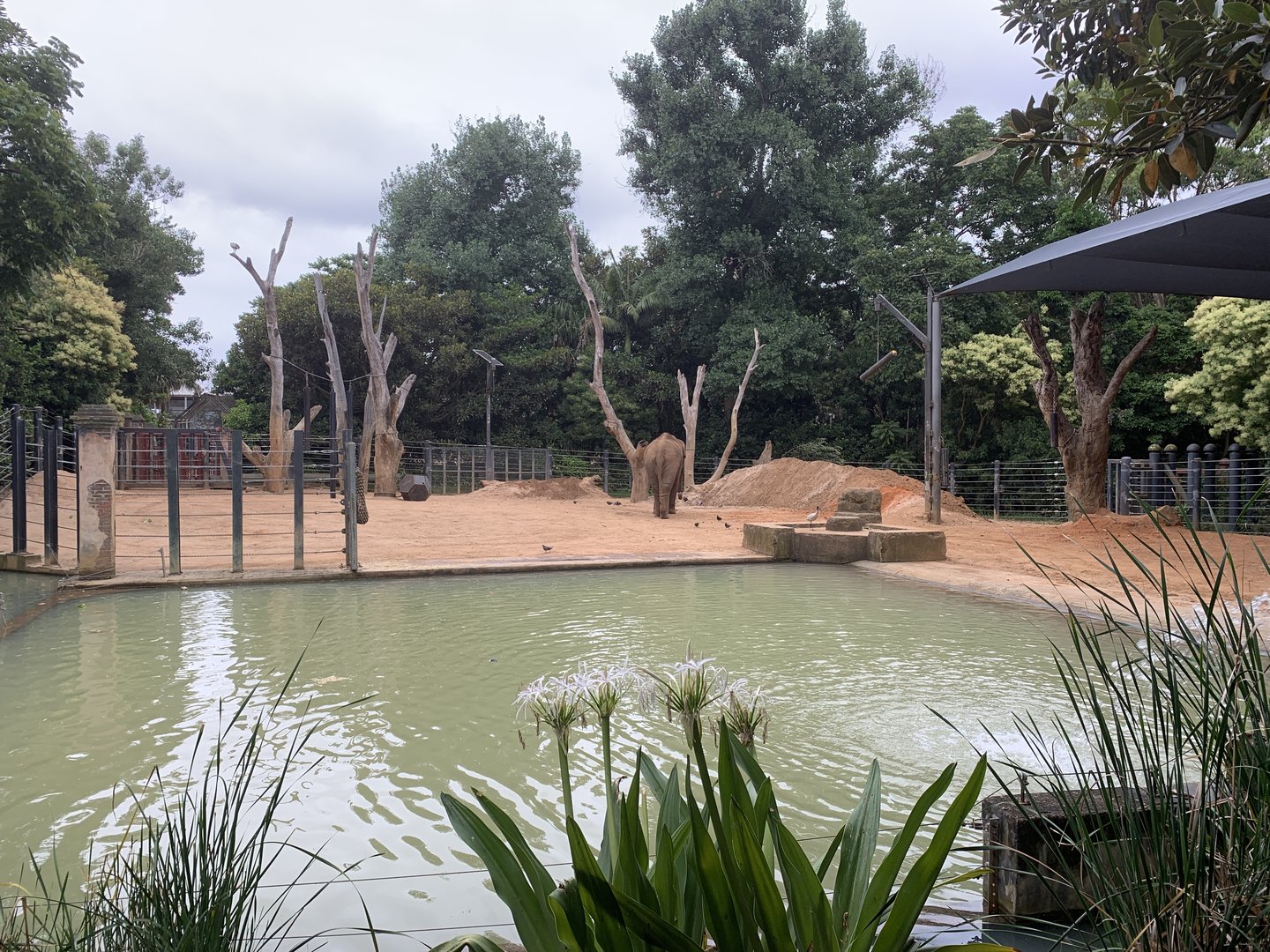 Asian Elephant Exhibit