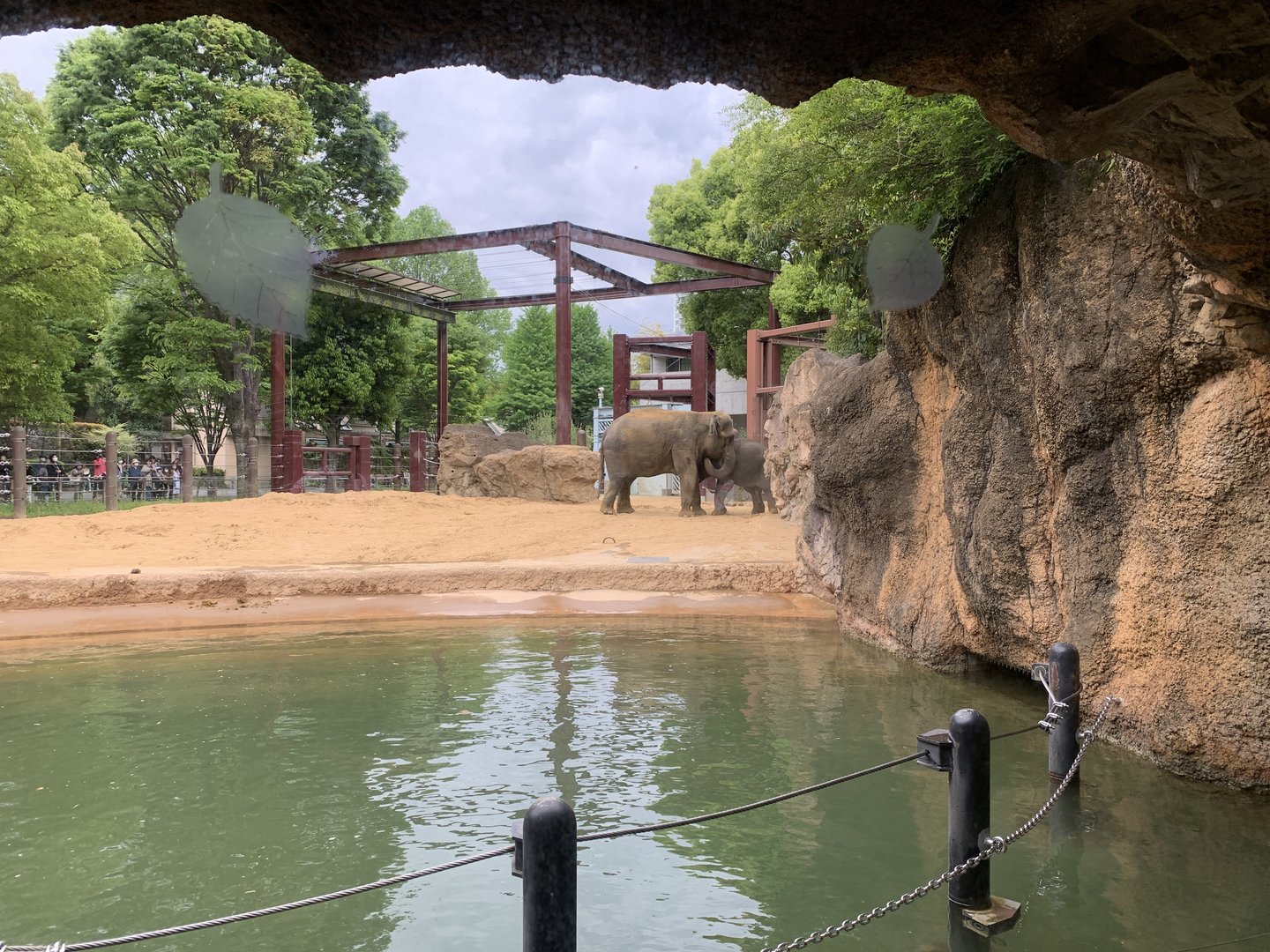 Asian Elephant Exhibit