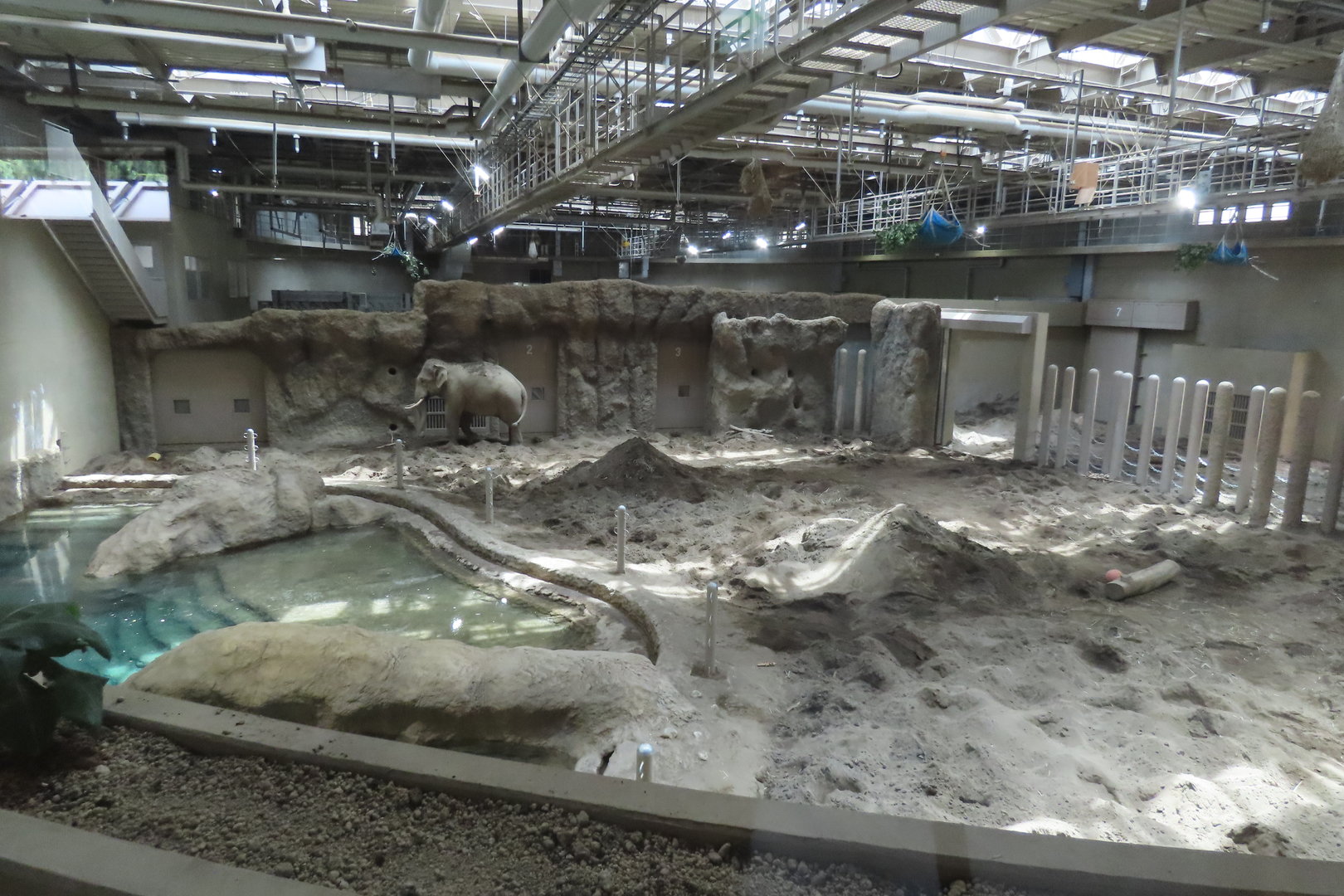 Asian elephant exhibit