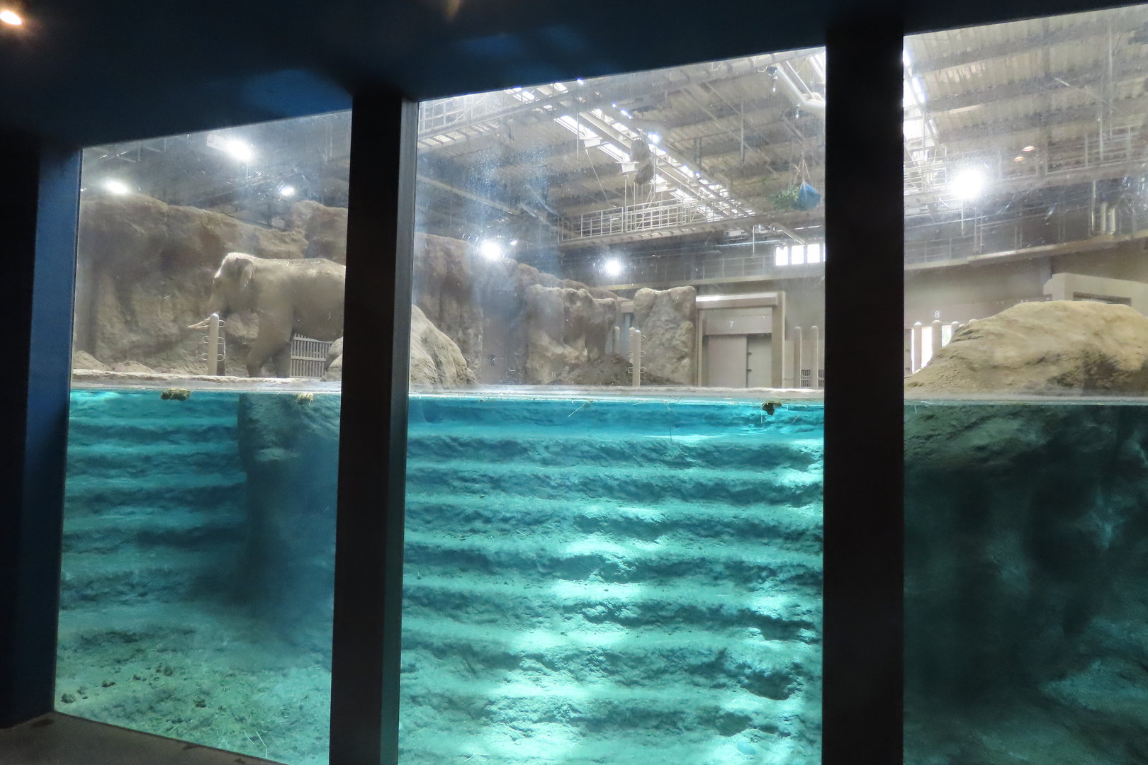 Asian elephant exhibit