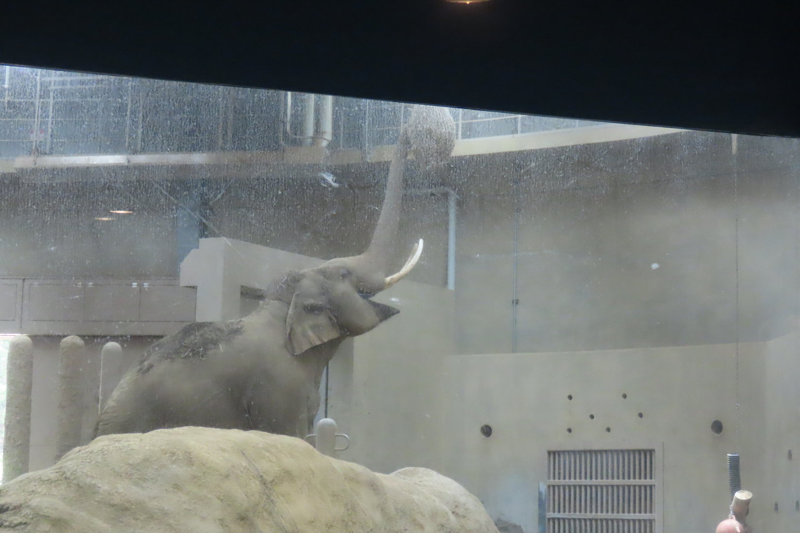 Asian elephant exhibit