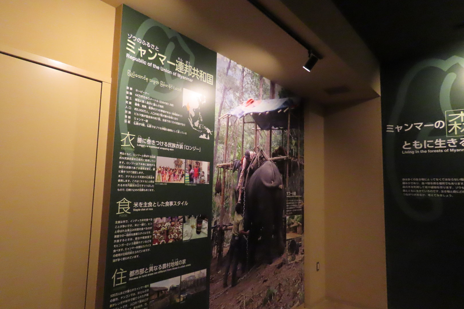 Asian elephant exhibit