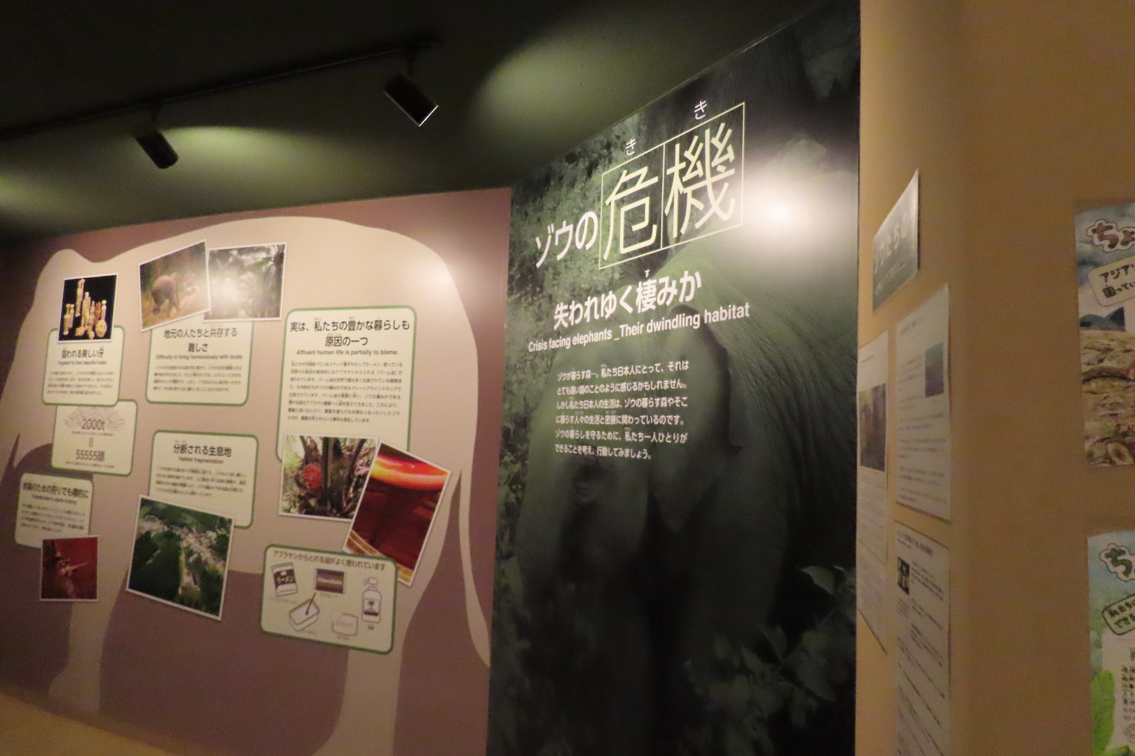 Asian elephant exhibit