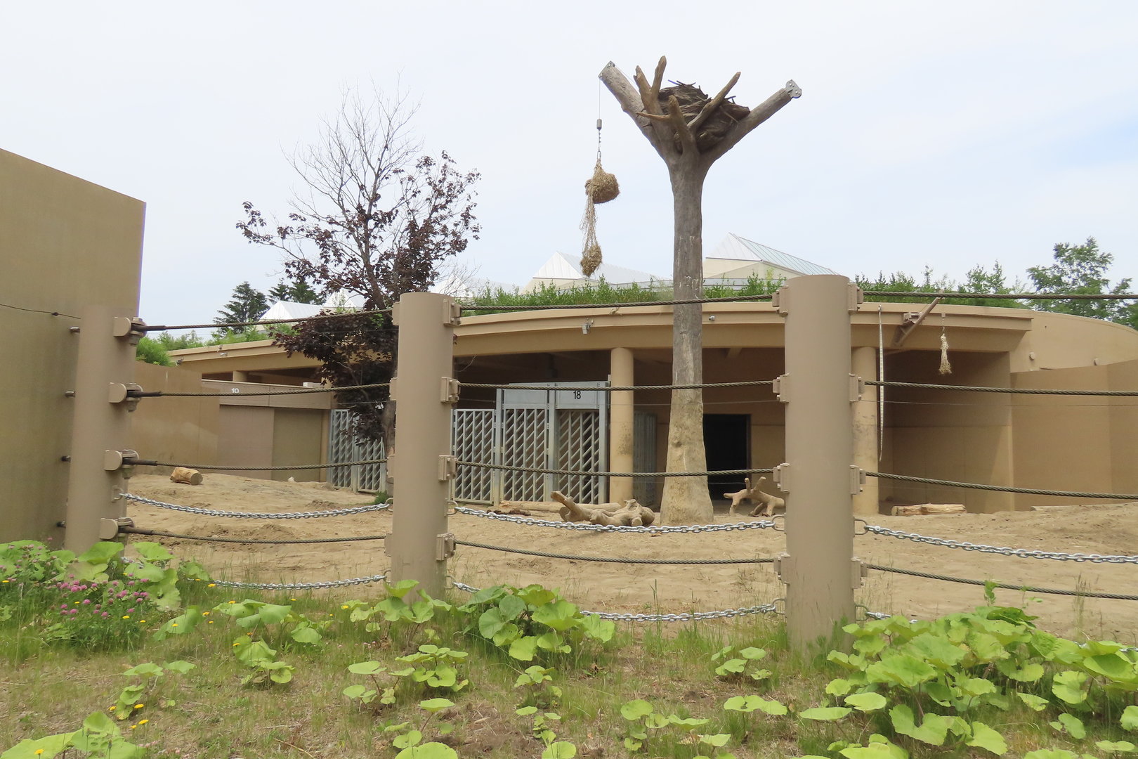 Asian elephant exhibit