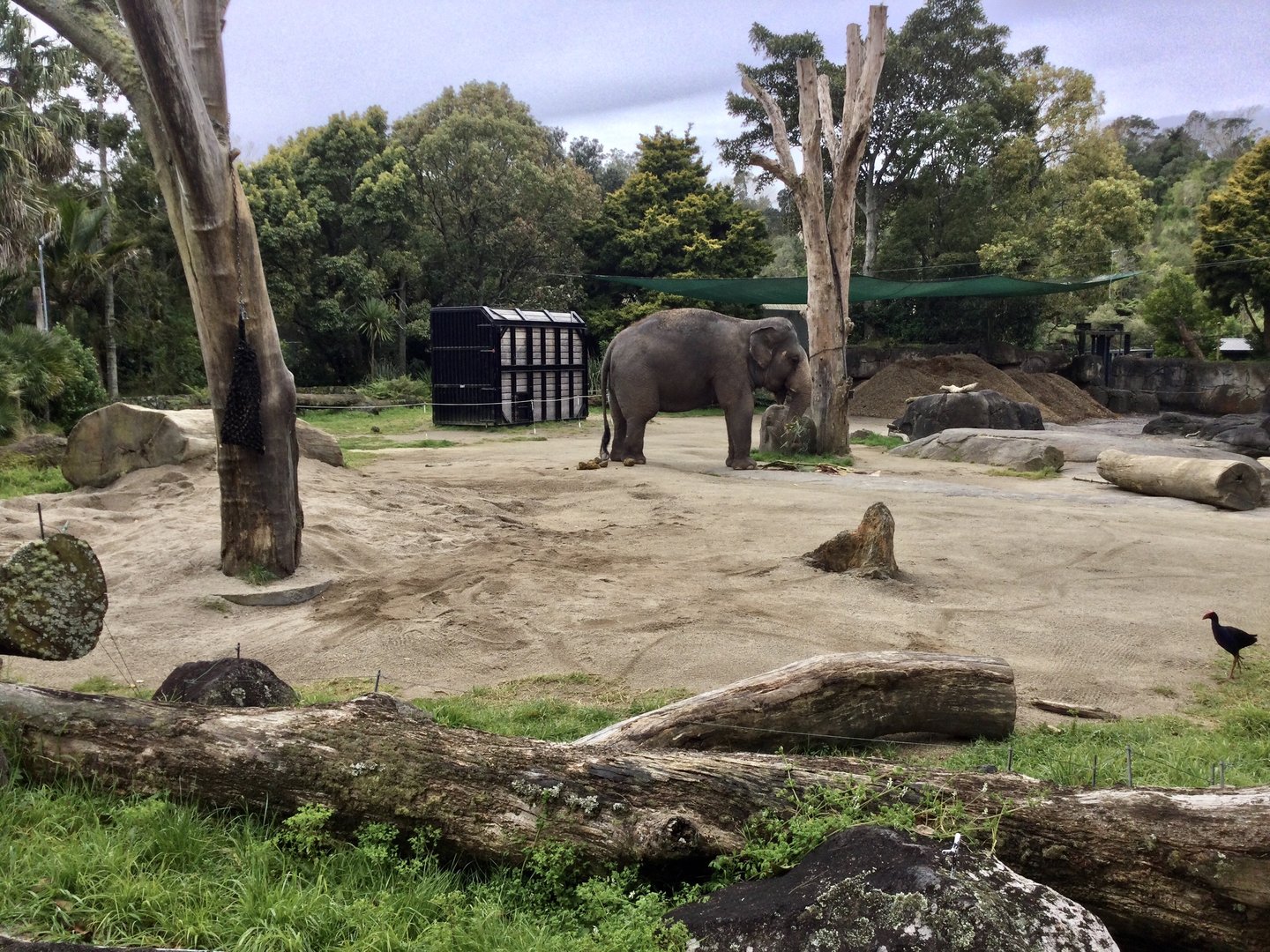 Asian Elephant Exhibit