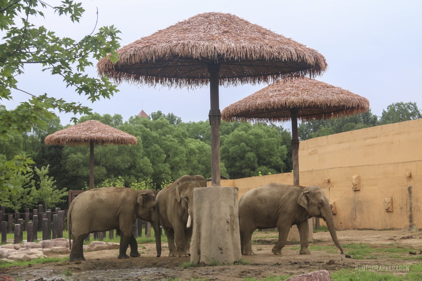 Asian Elephant Exhibit