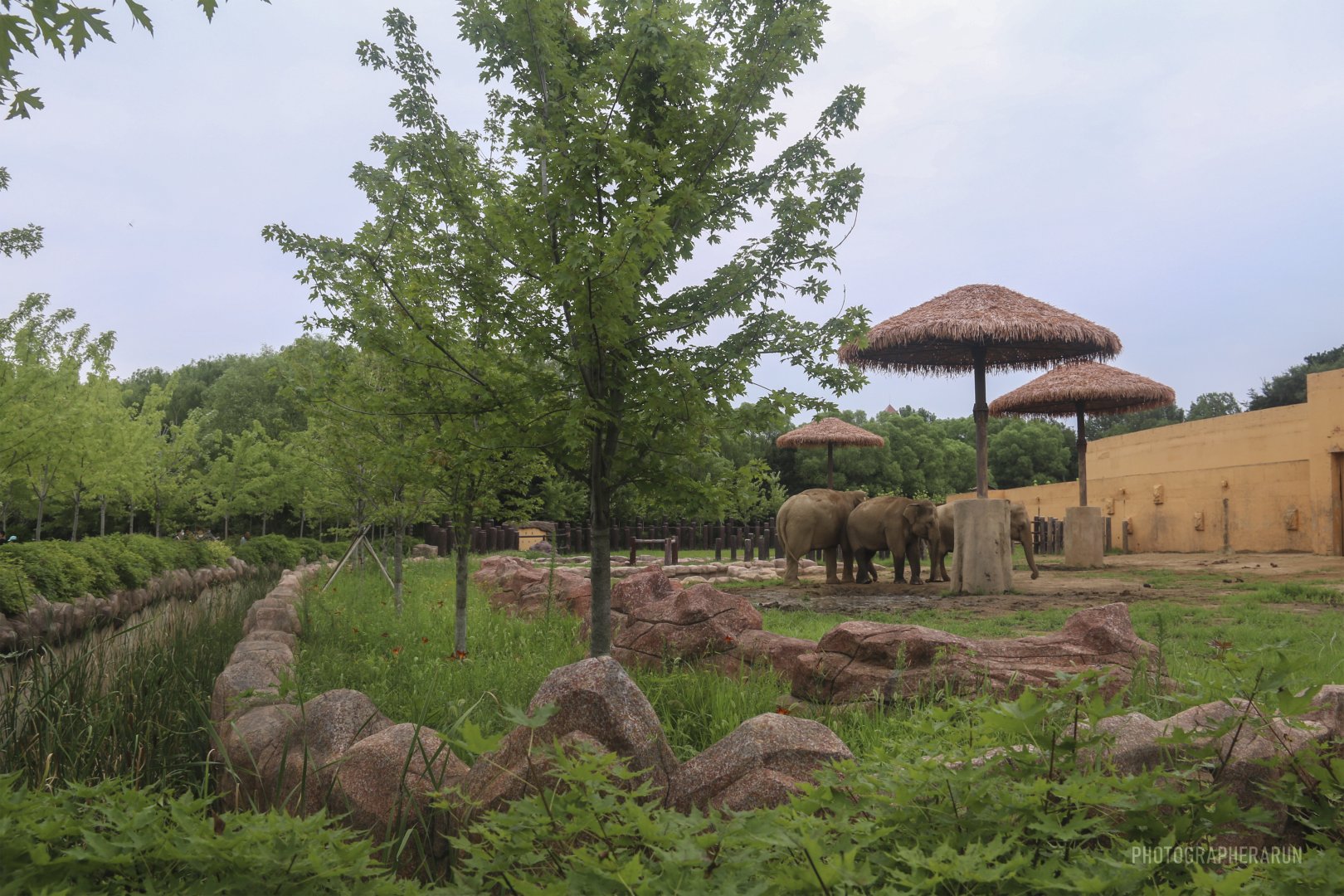 Asian Elephant Exhibit