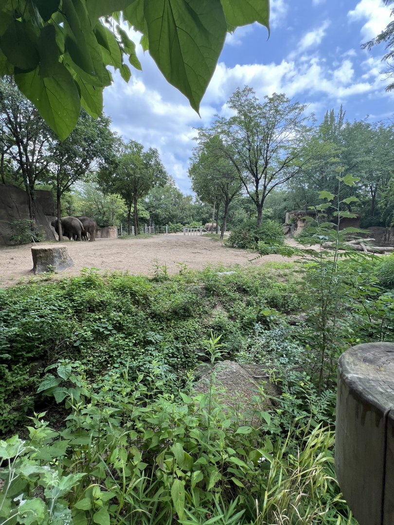 Asian Elephant Exhibit