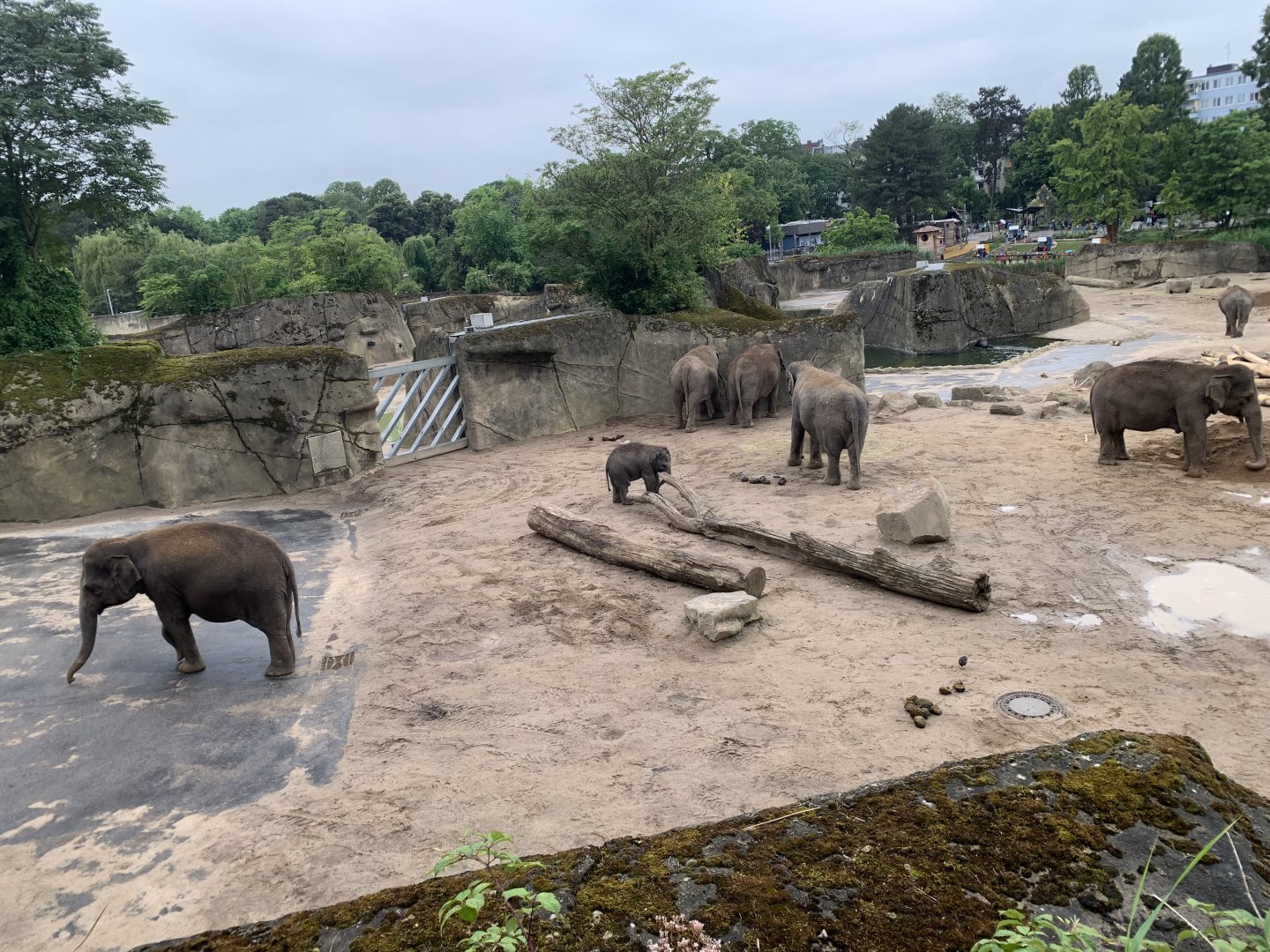 Asian elephant exhibit