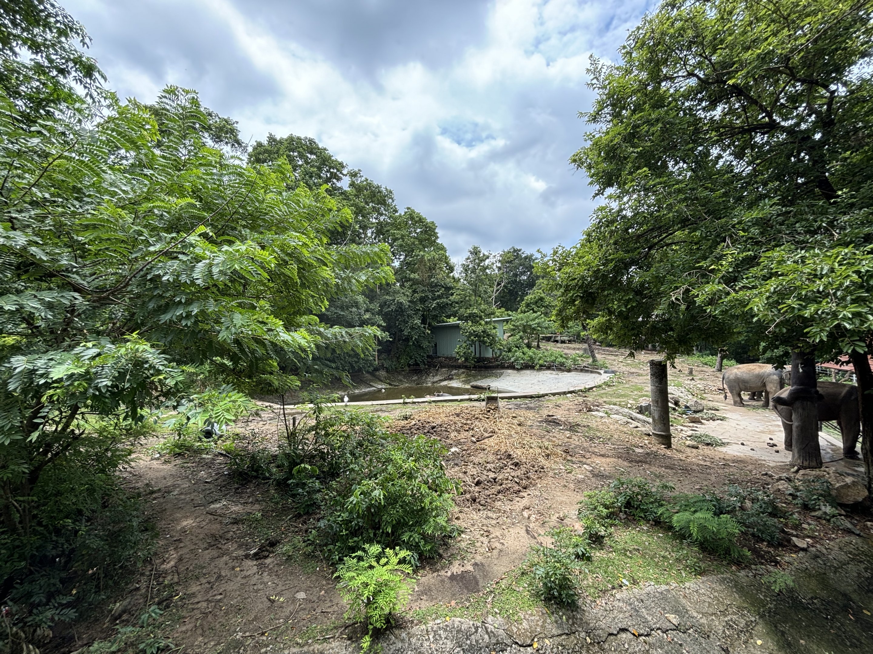 Asian Elephant Exhibit