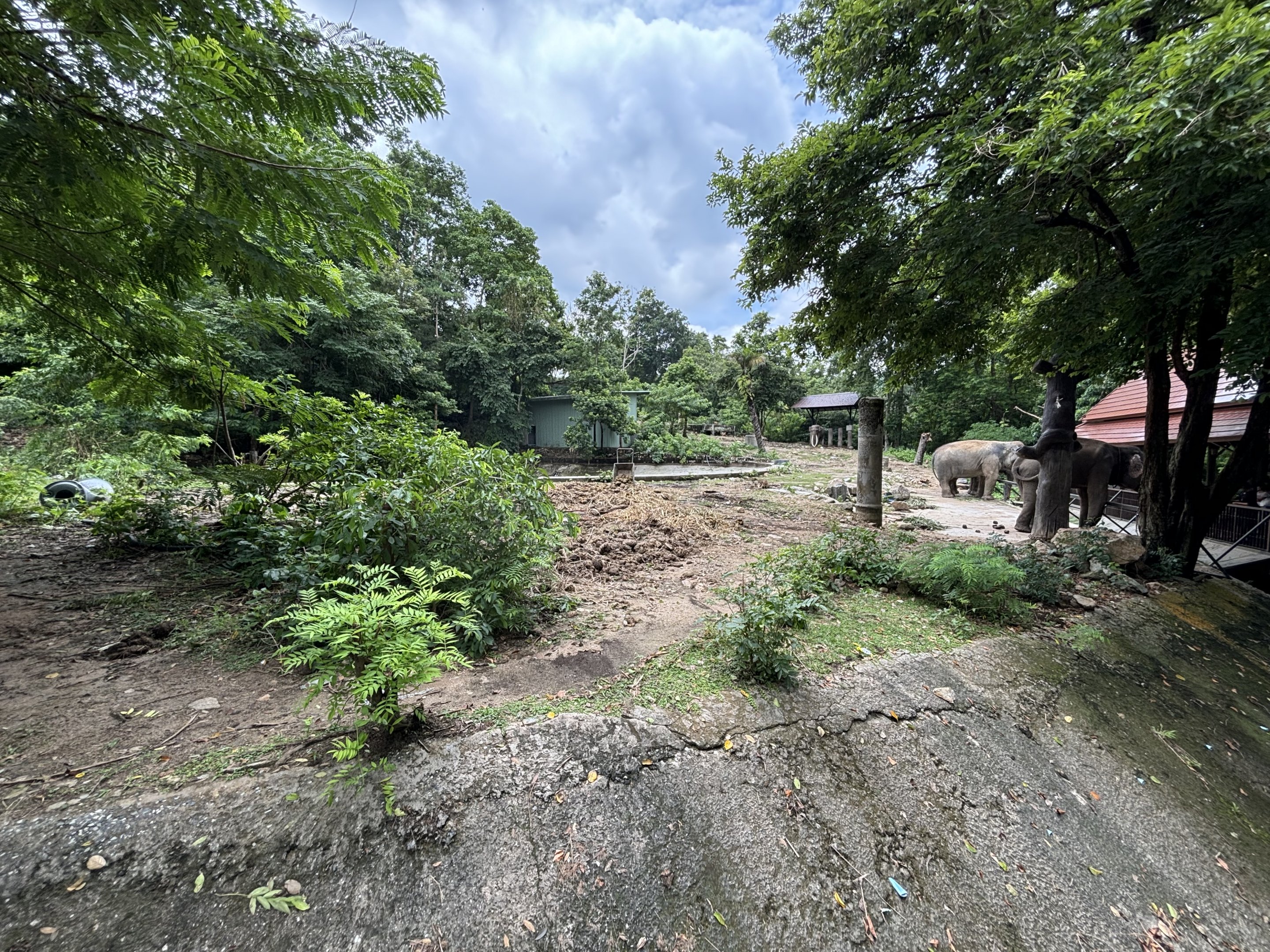 Asian Elephant Exhibit