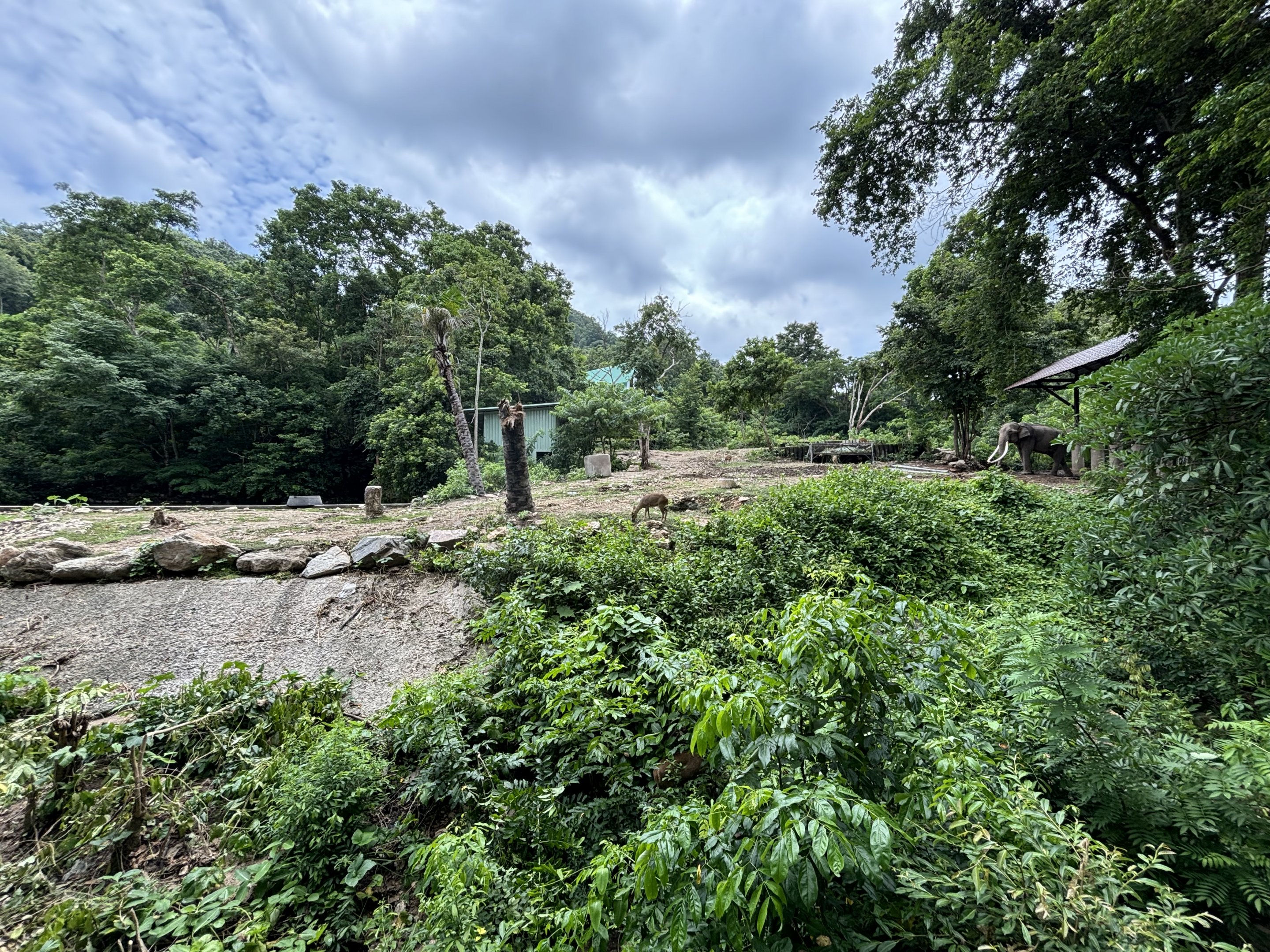 Asian Elephant Exhibit