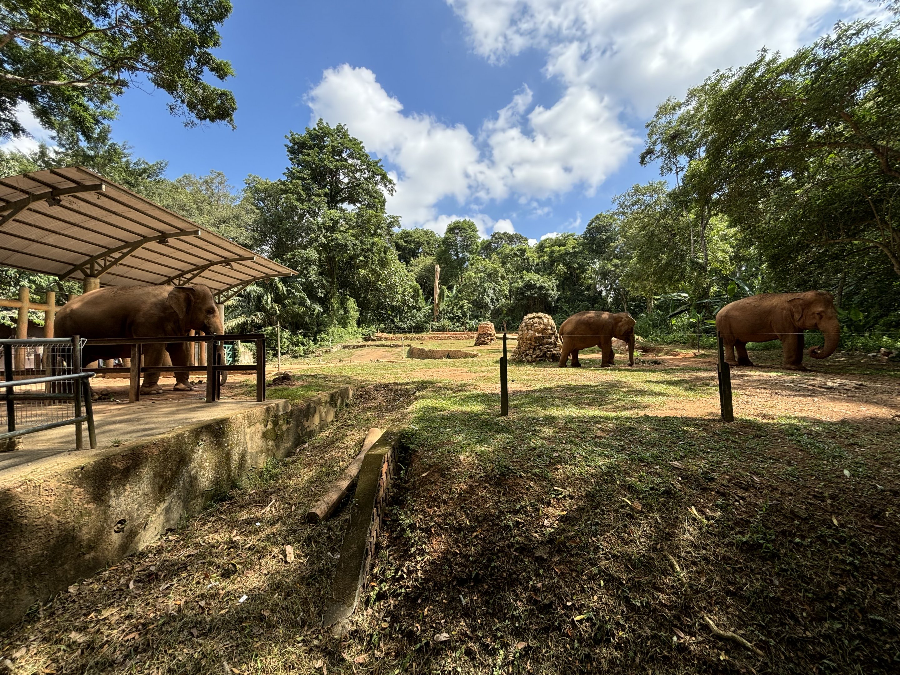 Asian Elephant Exhibit