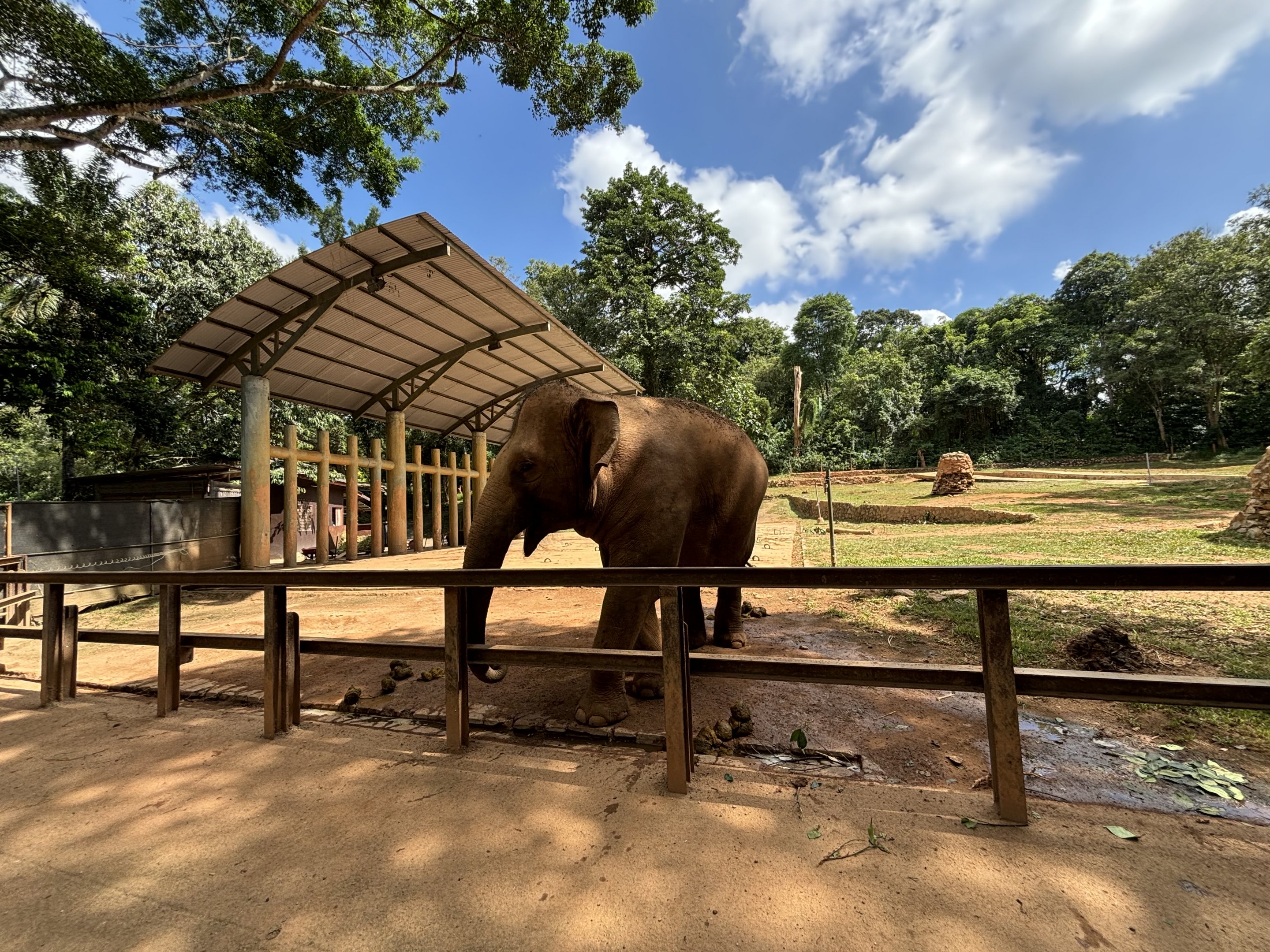 Asian Elephant Exhibit