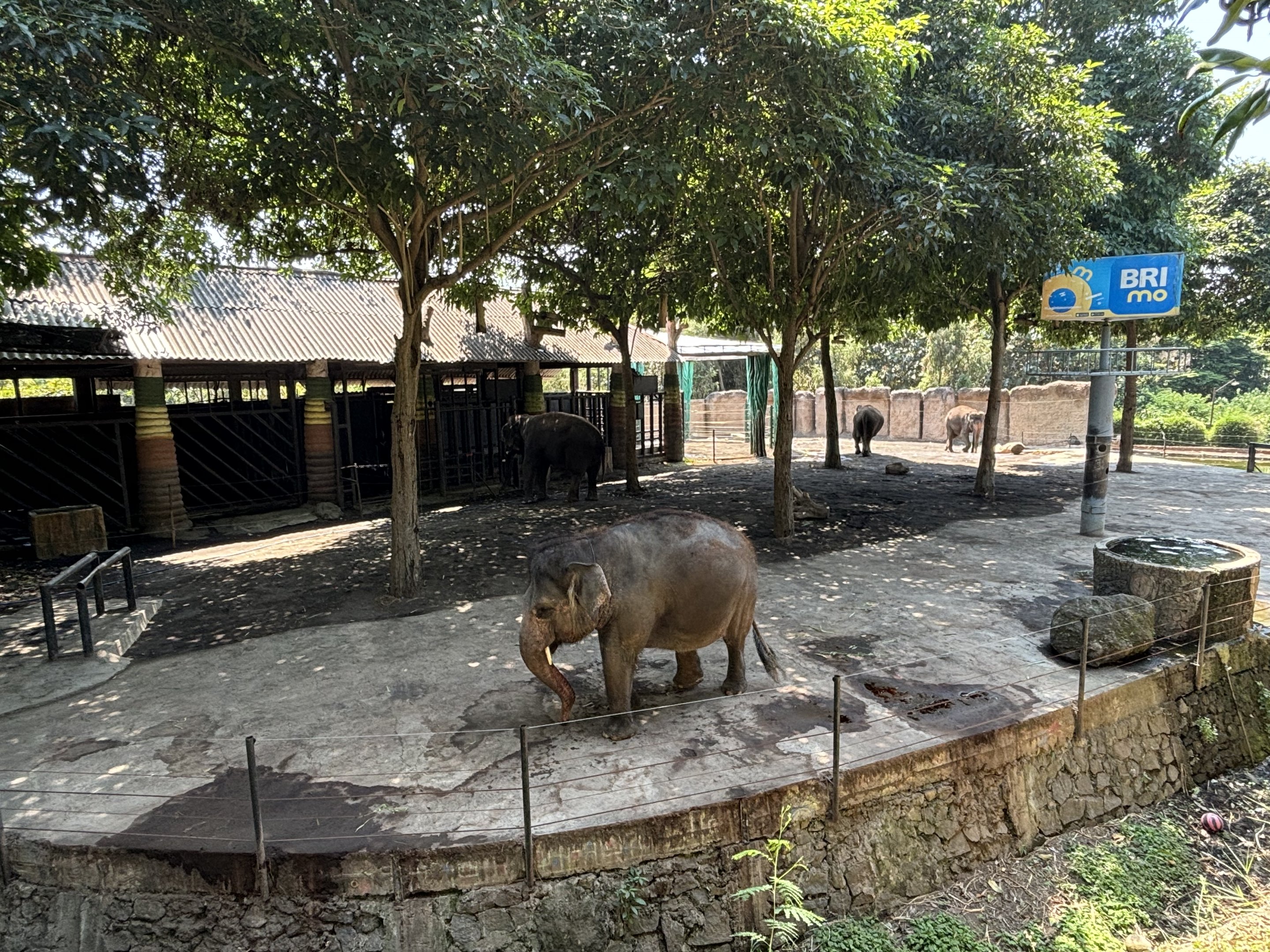Asian Elephant Exhibit