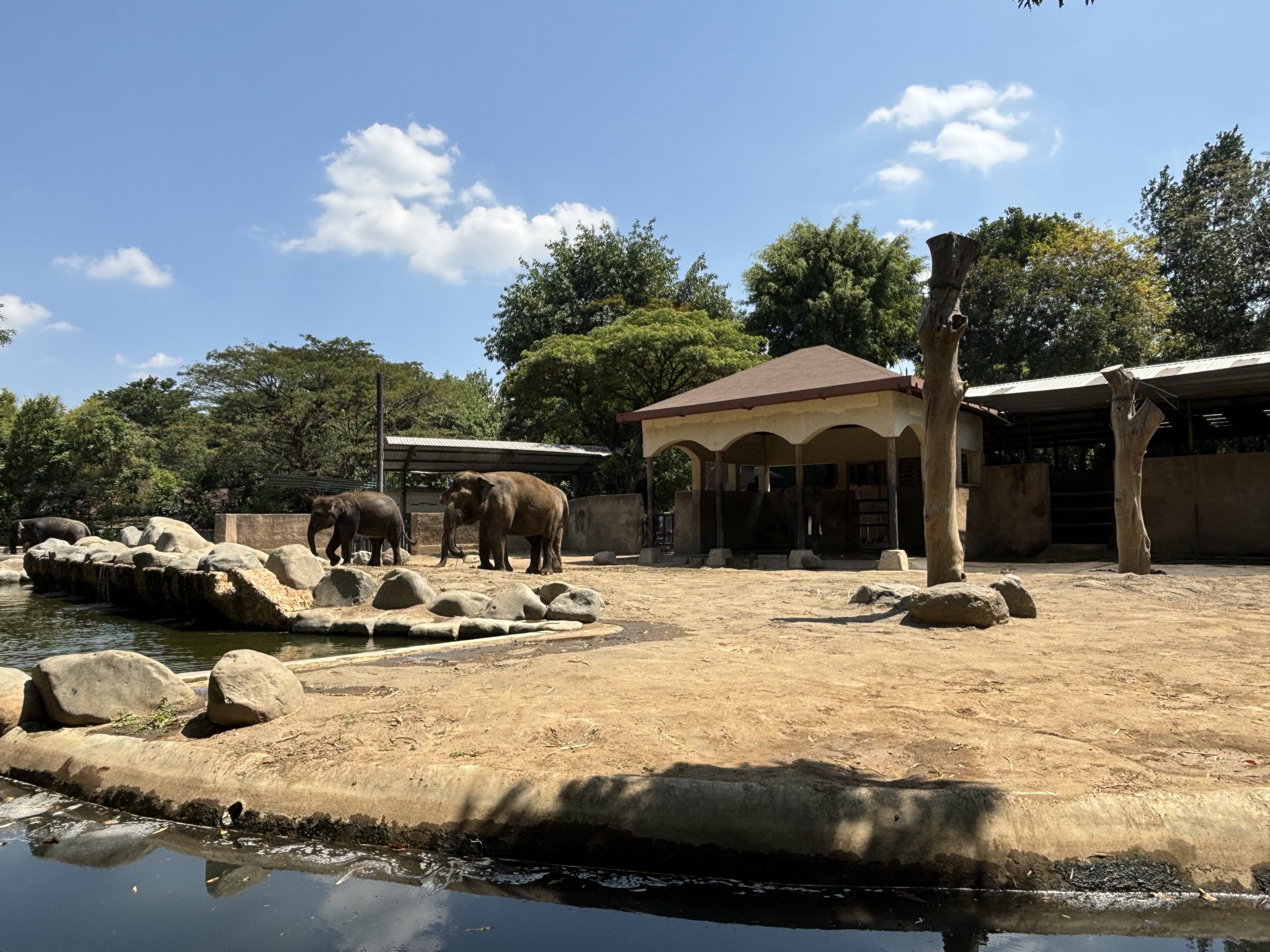 Asian Elephant Exhibit