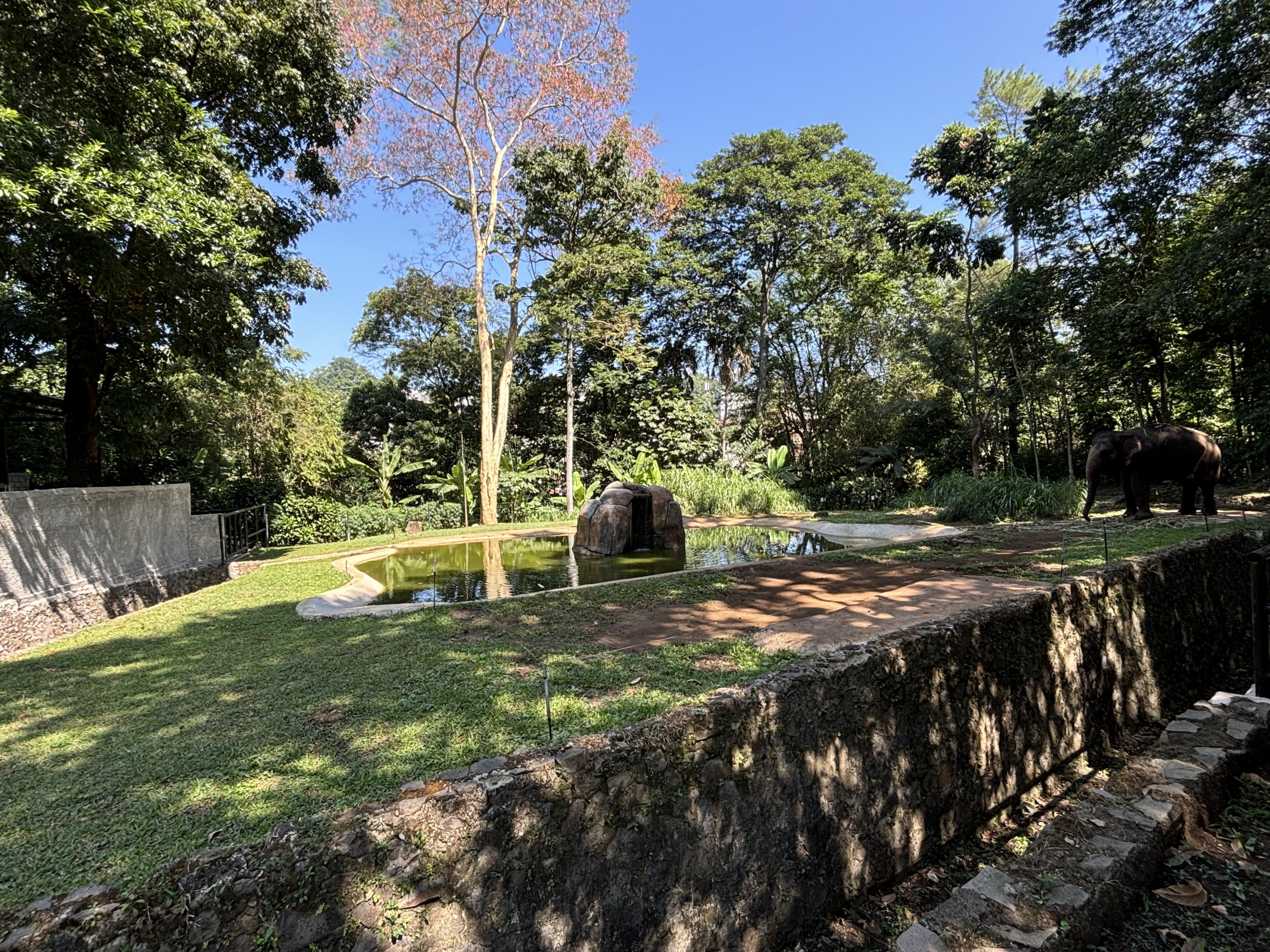Asian Elephant Exhibit