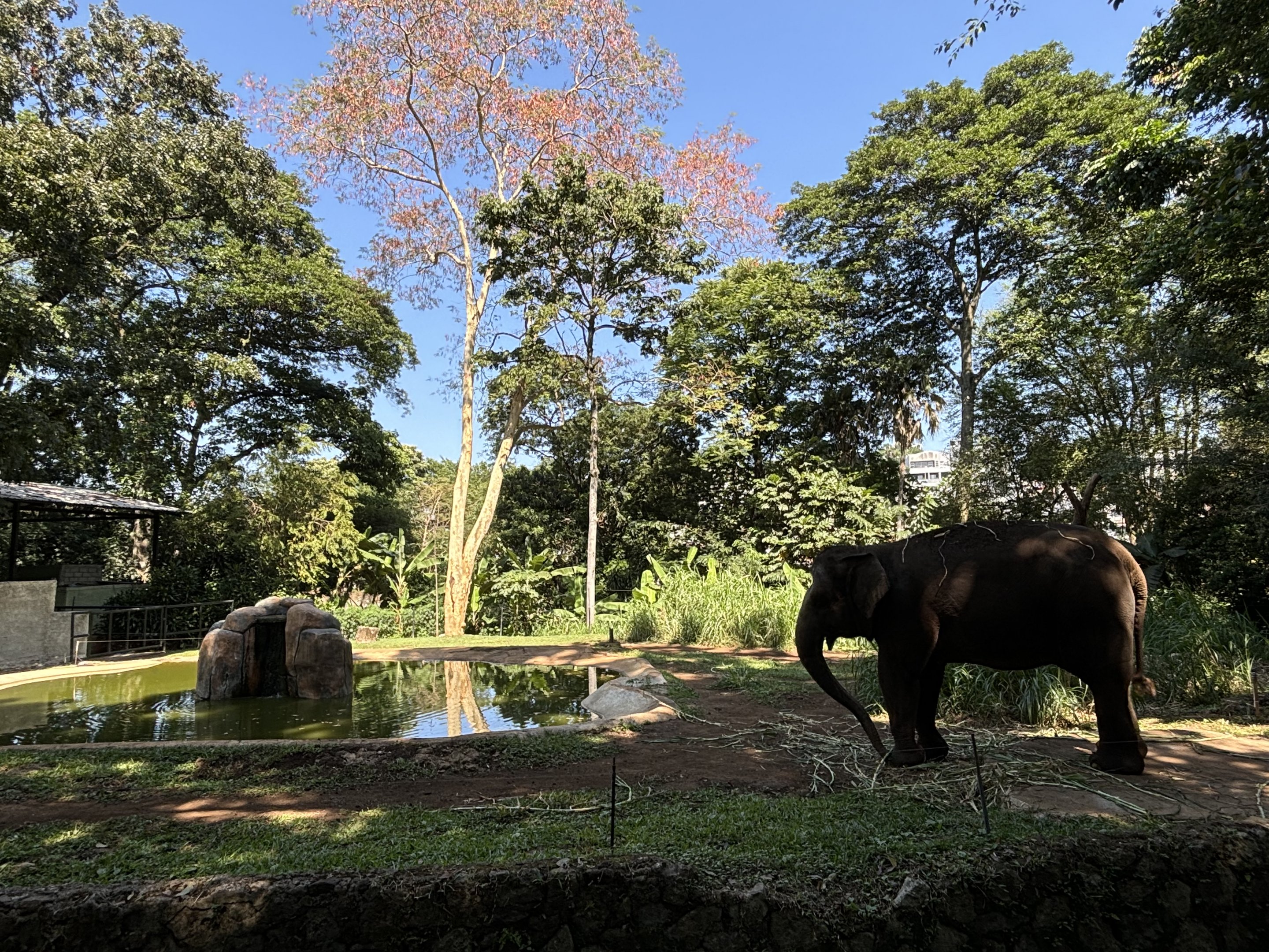 Asian Elephant Exhibit