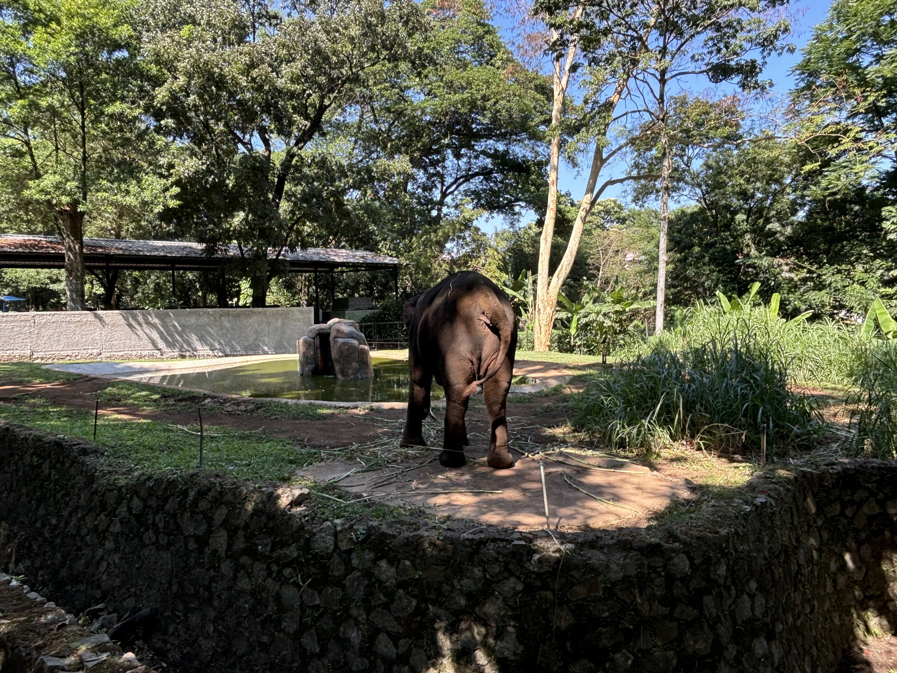Asian Elephant Exhibit