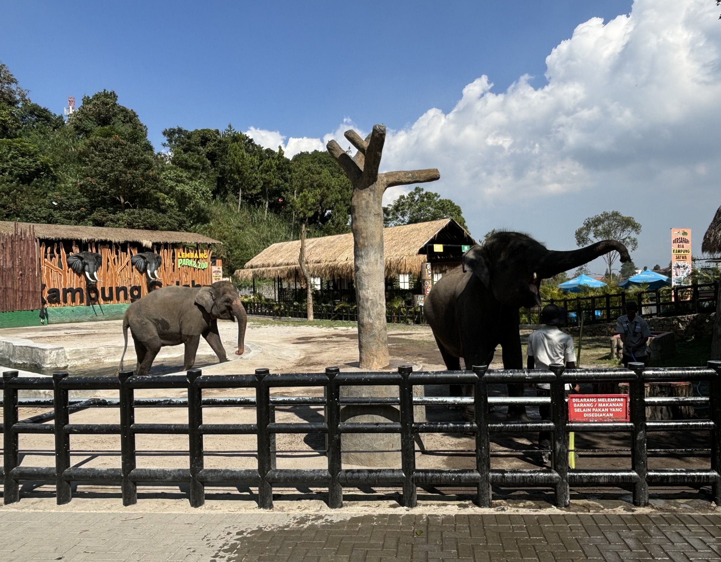 Asian Elephant Exhibit