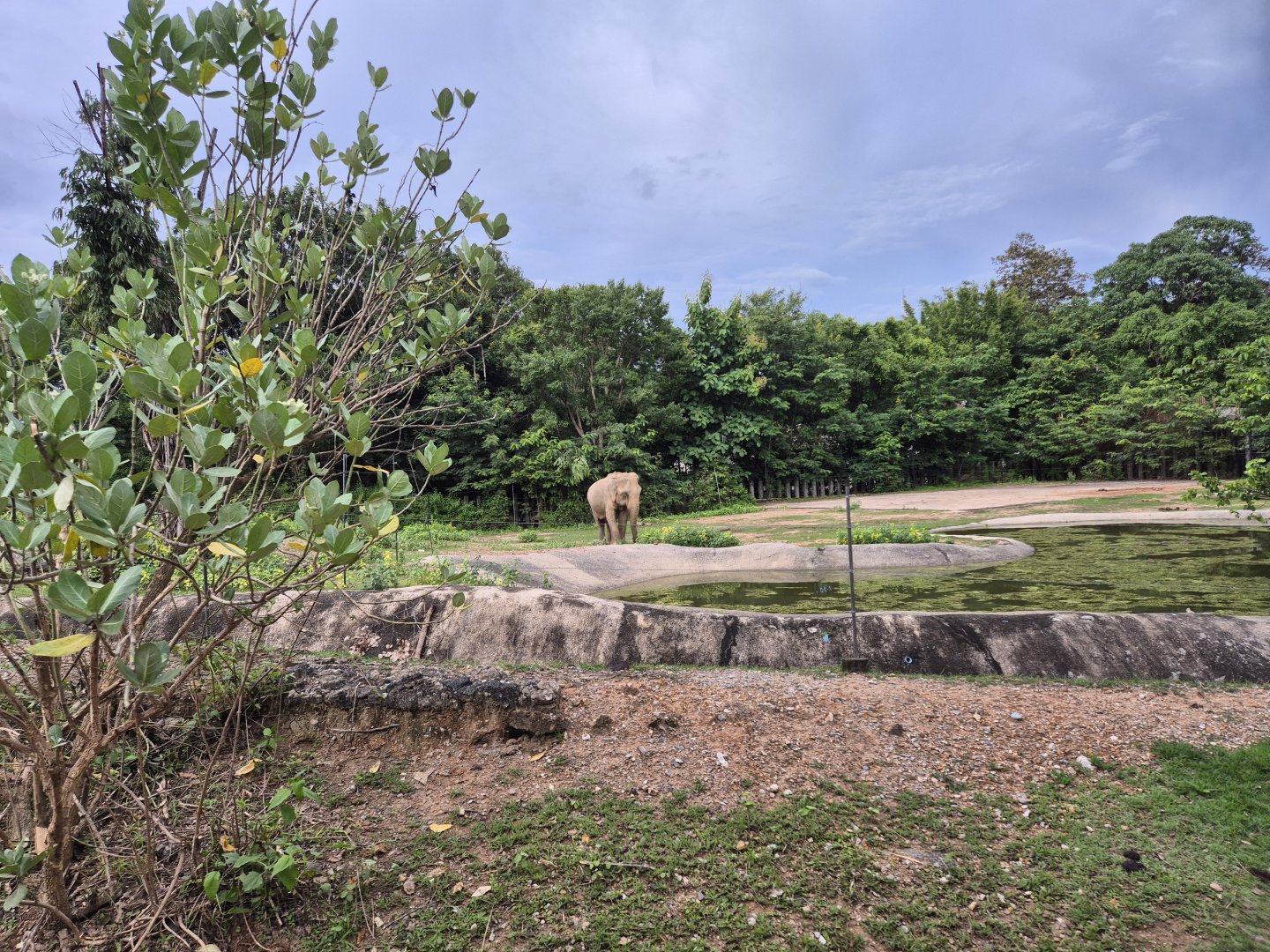 Asian Elephant exhibit
