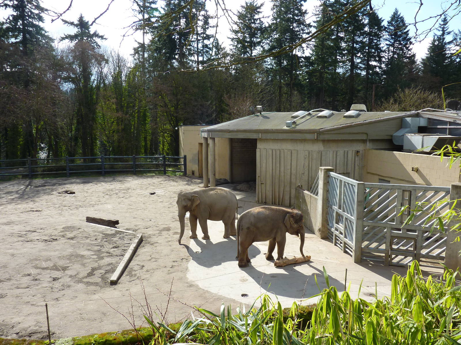 Asian Elephant Exhibit