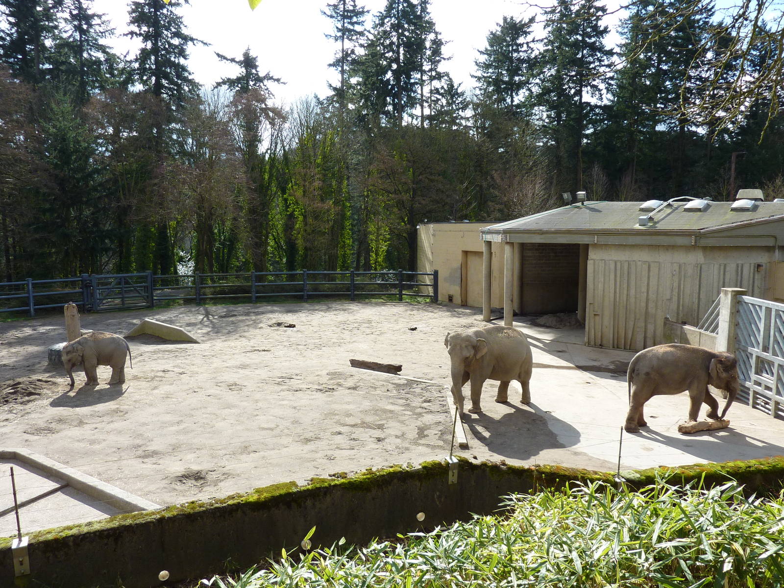 Asian Elephant Exhibit
