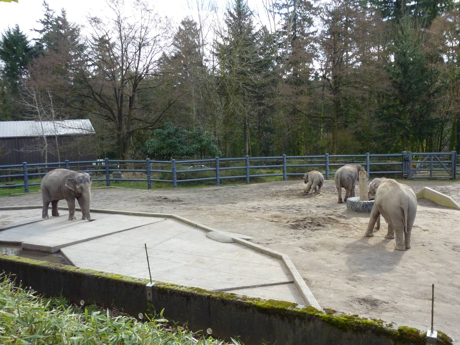 Asian Elephant Exhibit