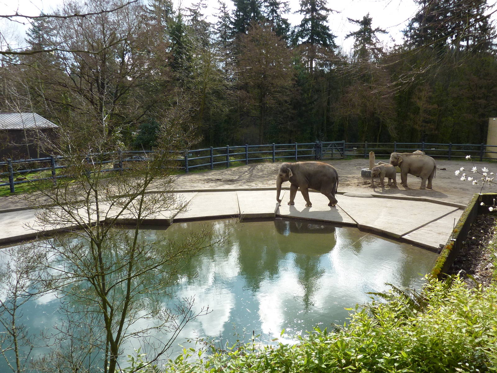 Asian Elephant Exhibit