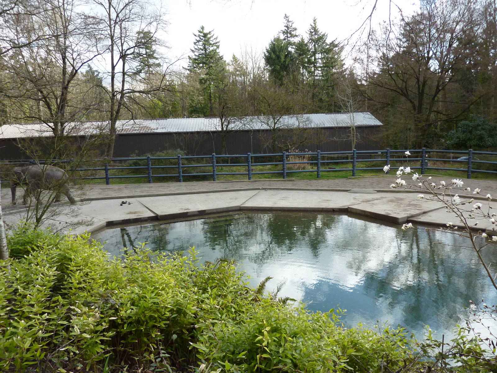 Asian Elephant Exhibit