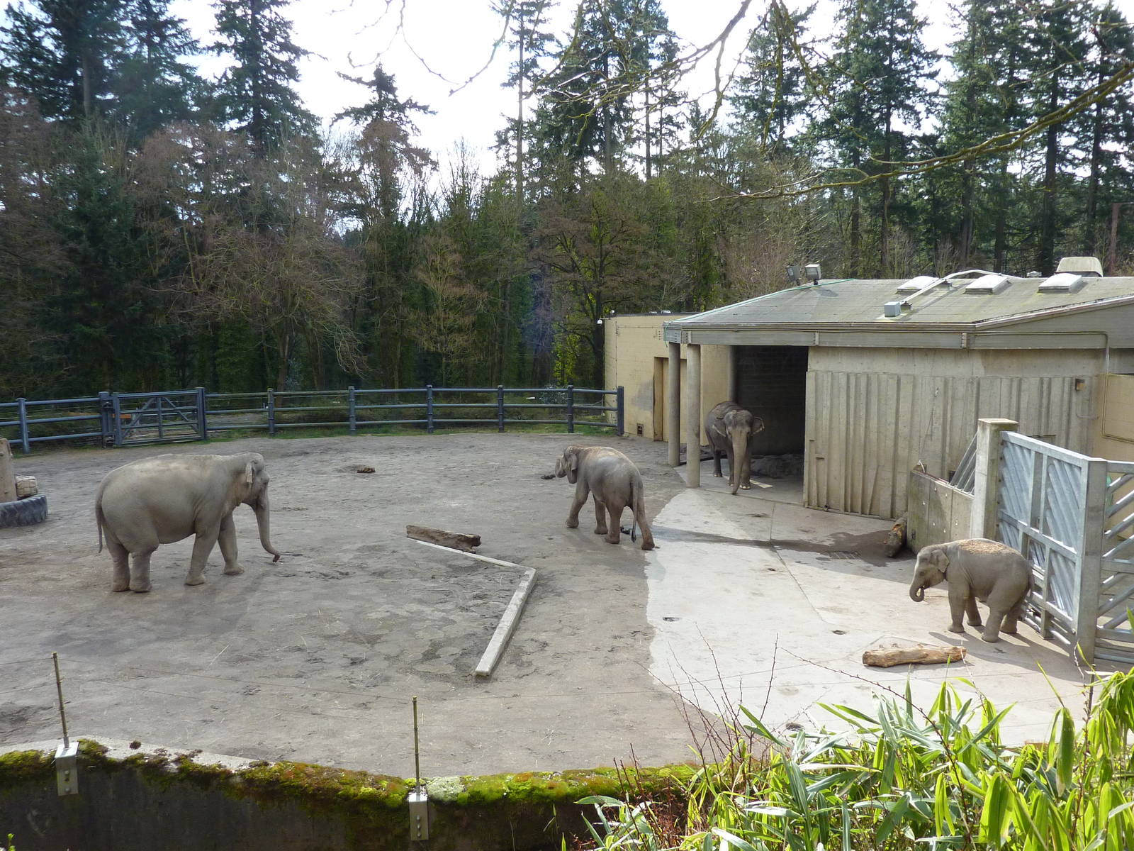 Asian Elephant Exhibit